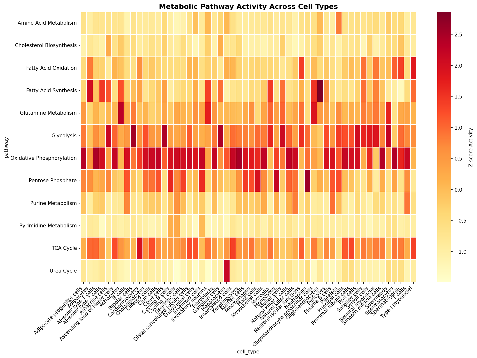 Metabolic Pathway Heatmap