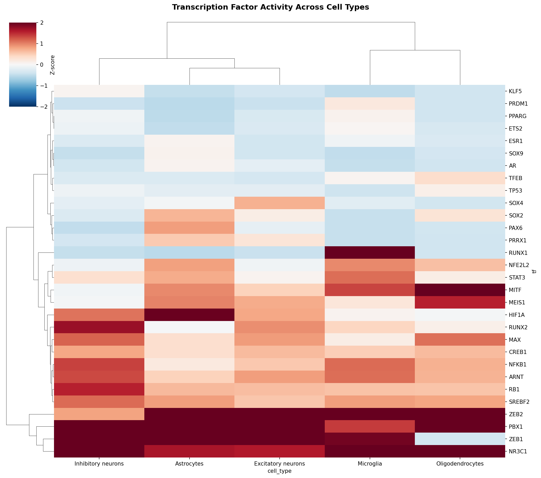 TF Activity Heatmap