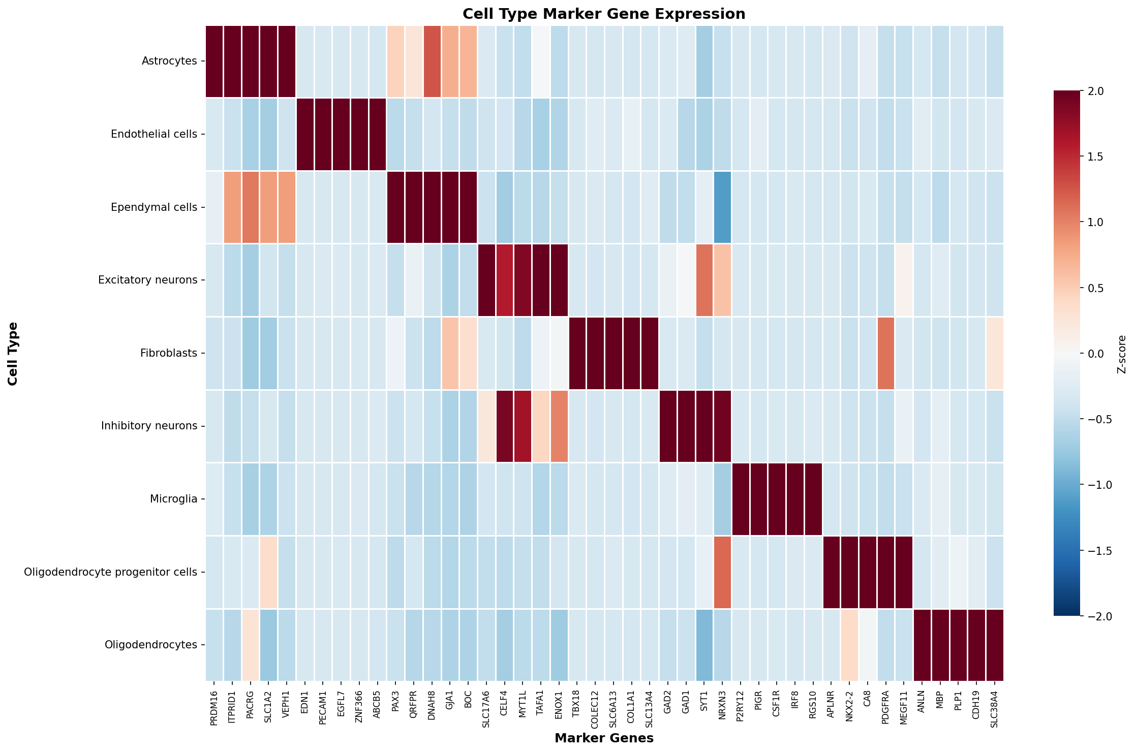 Marker Gene Heatmap