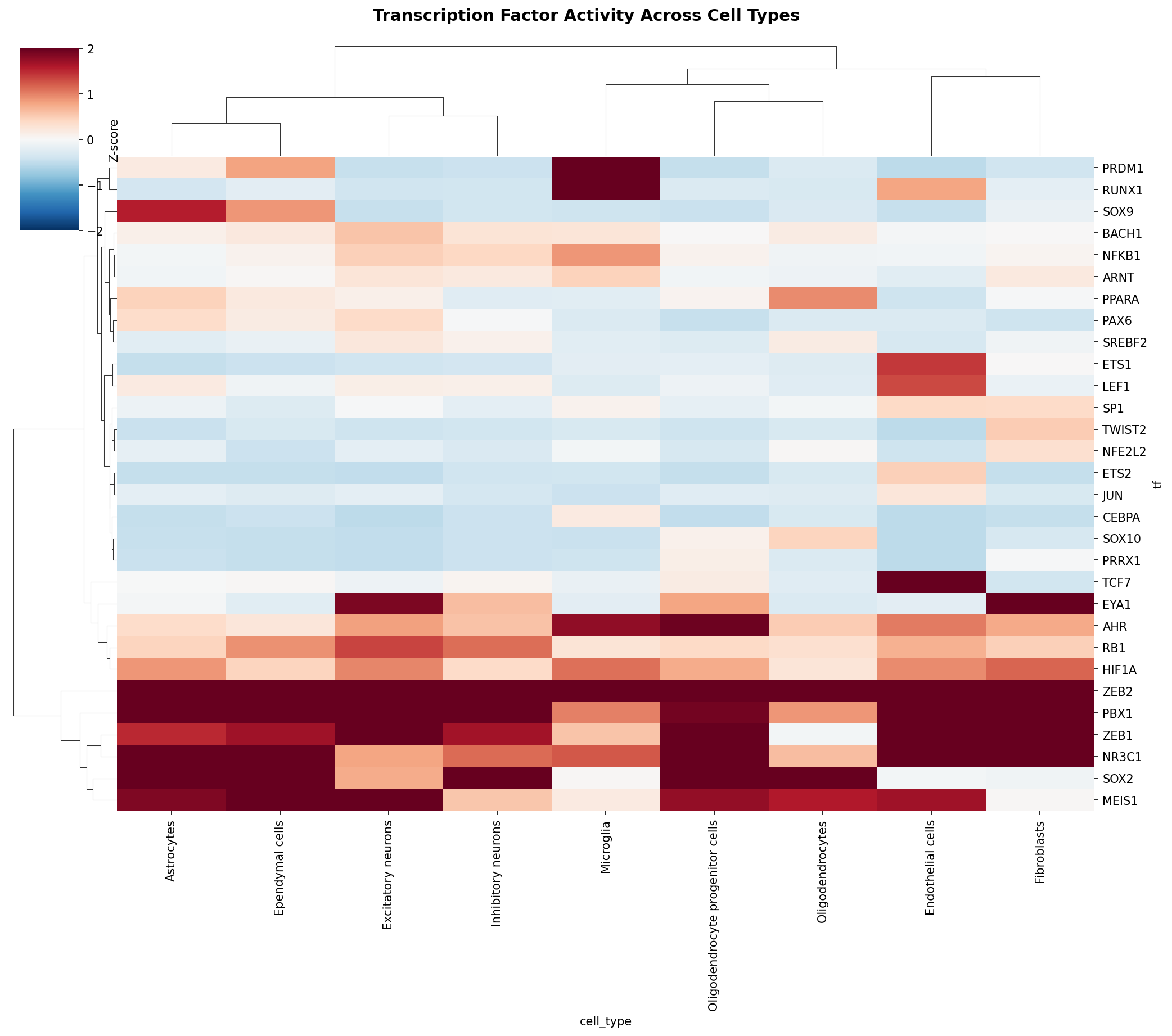 TF Activity Heatmap