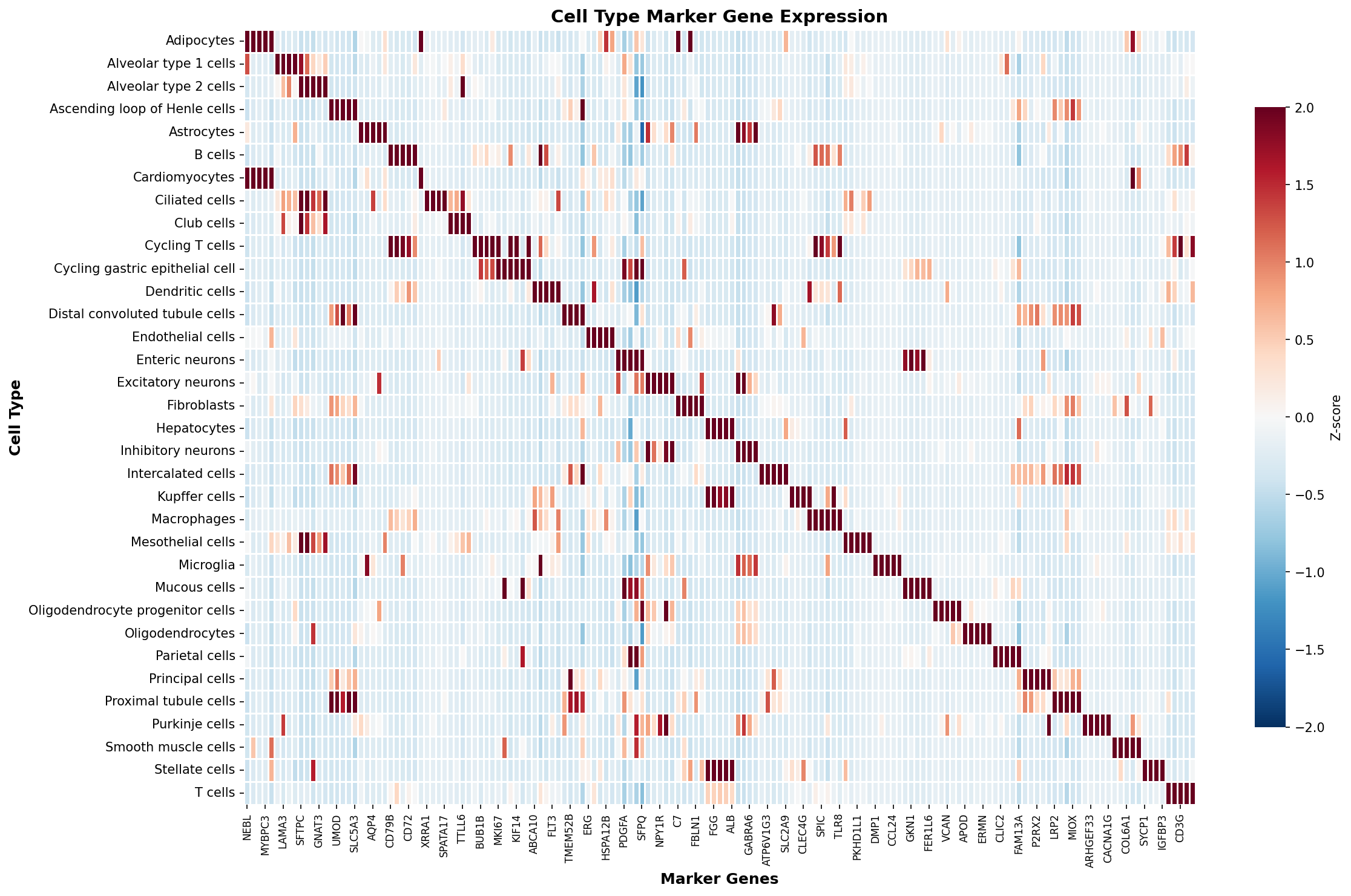 Marker Gene Heatmap