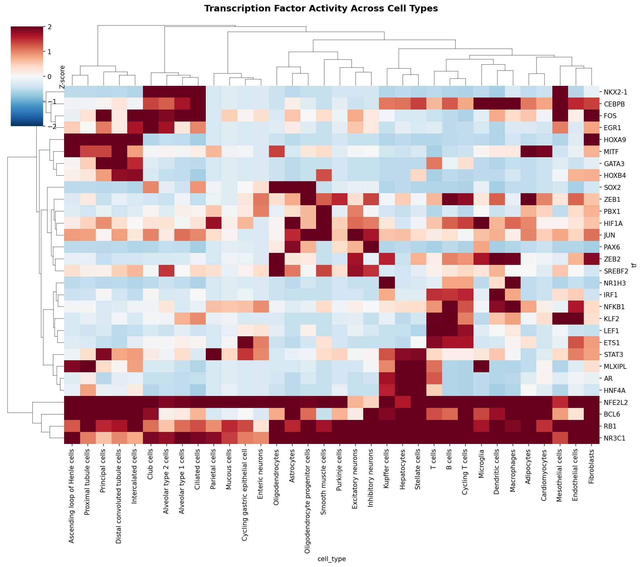 TF Activity Heatmap