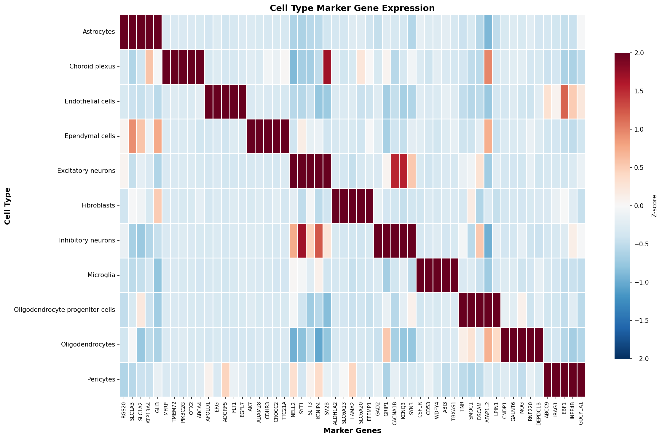 Marker Gene Heatmap