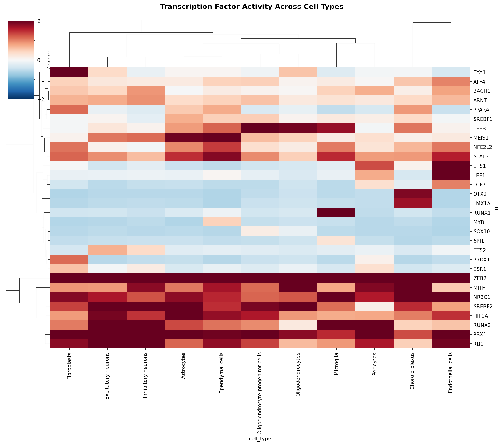 TF Activity Heatmap