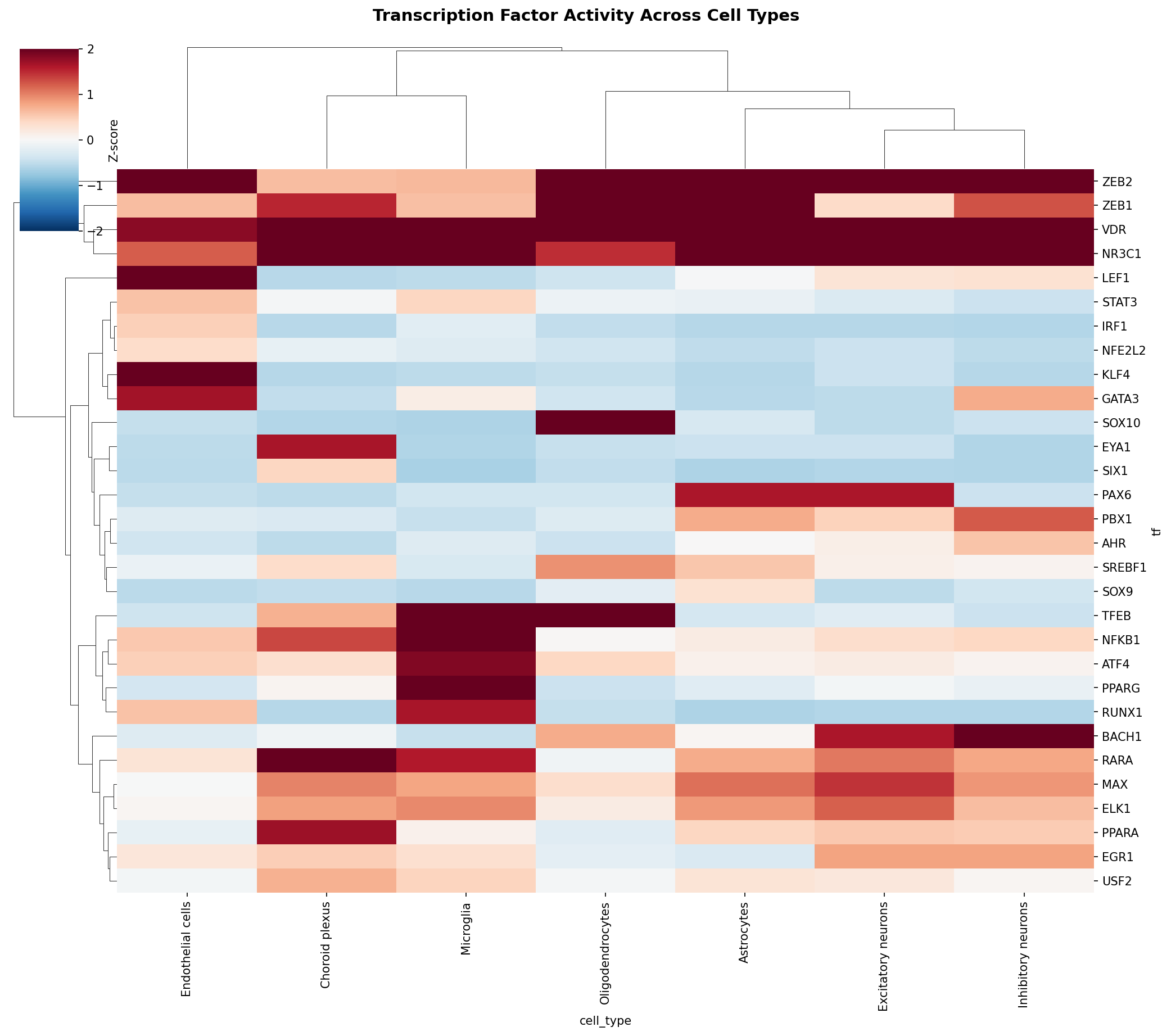 TF Activity Heatmap