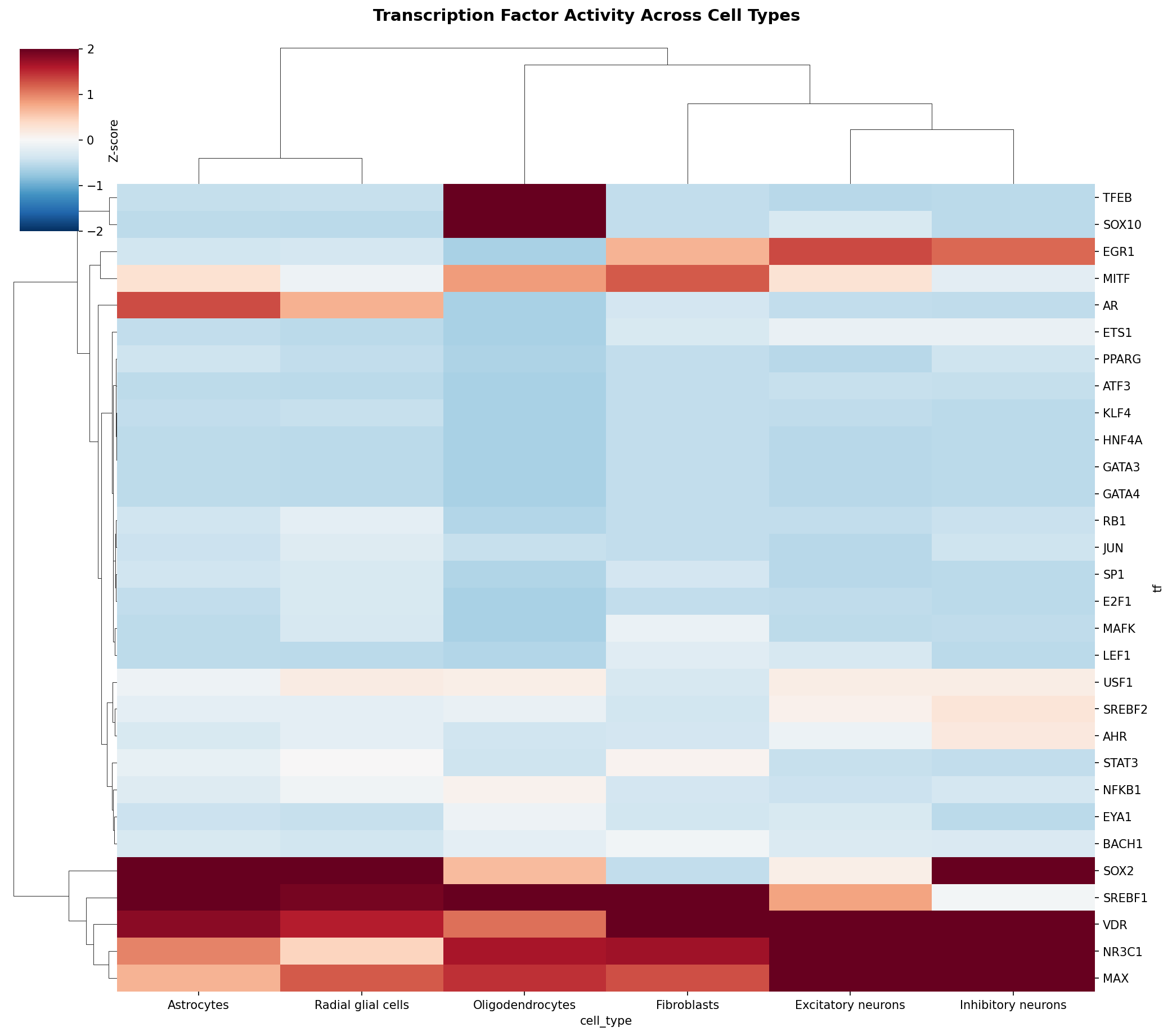 TF Activity Heatmap