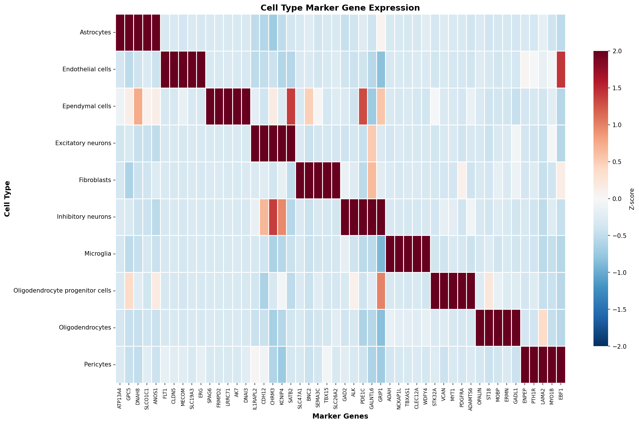 Marker Gene Heatmap