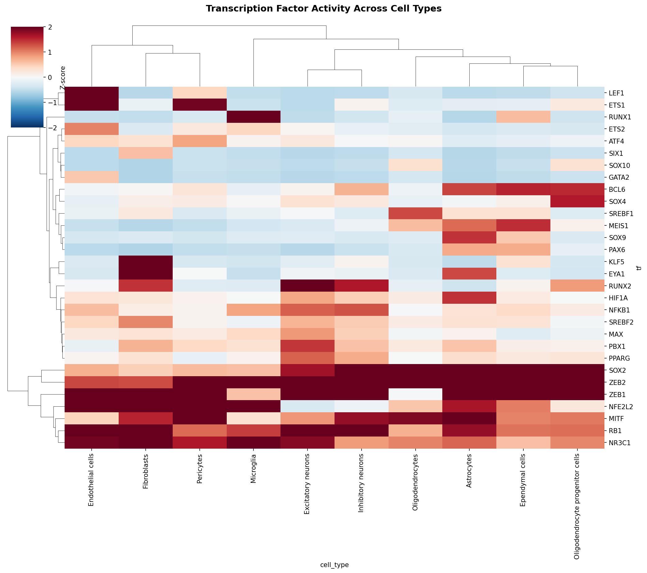 TF Activity Heatmap