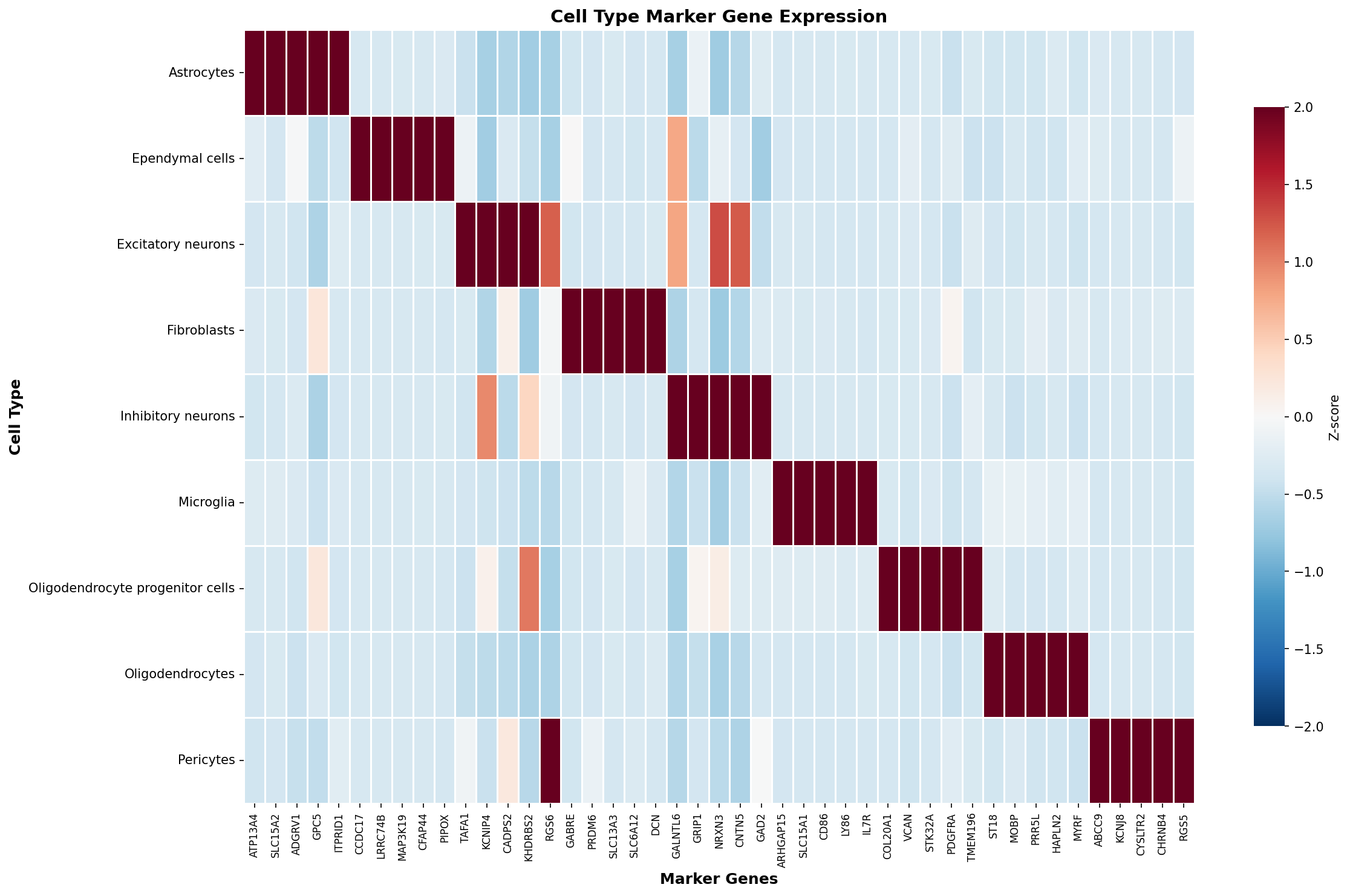 Marker Gene Heatmap