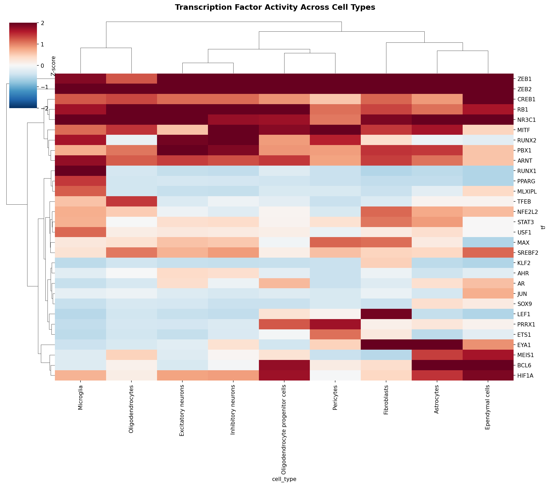 TF Activity Heatmap