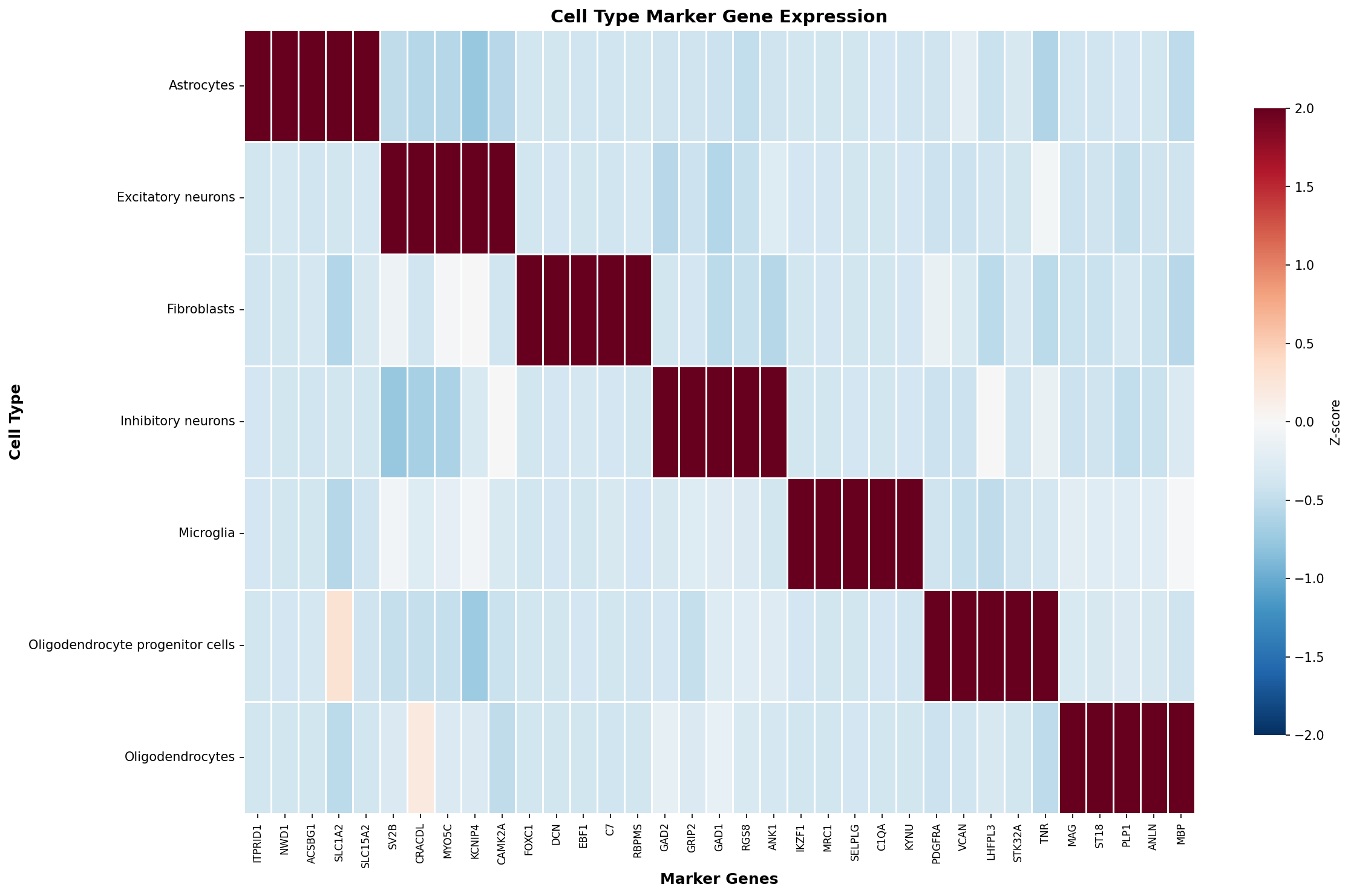 Marker Gene Heatmap