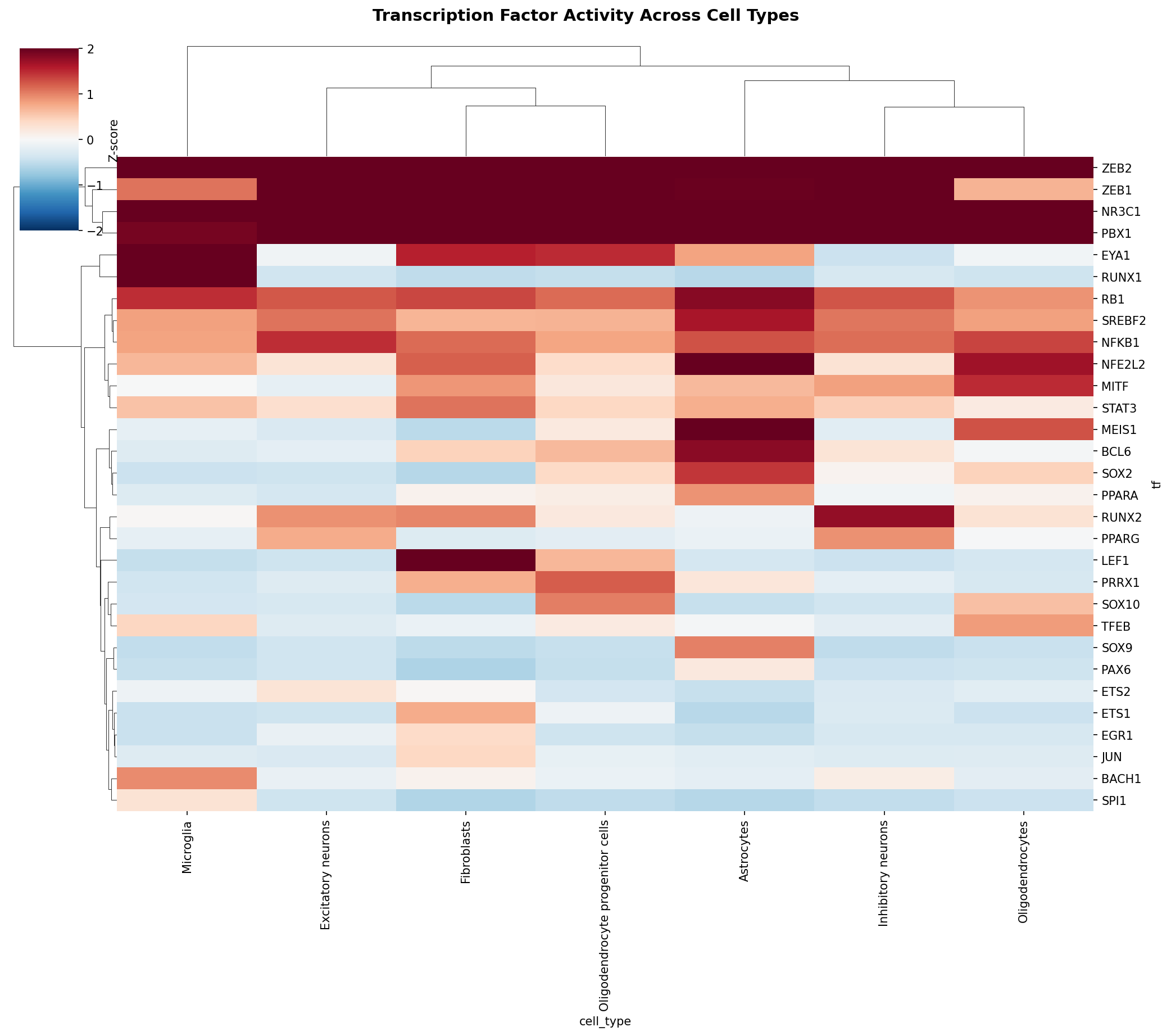 TF Activity Heatmap