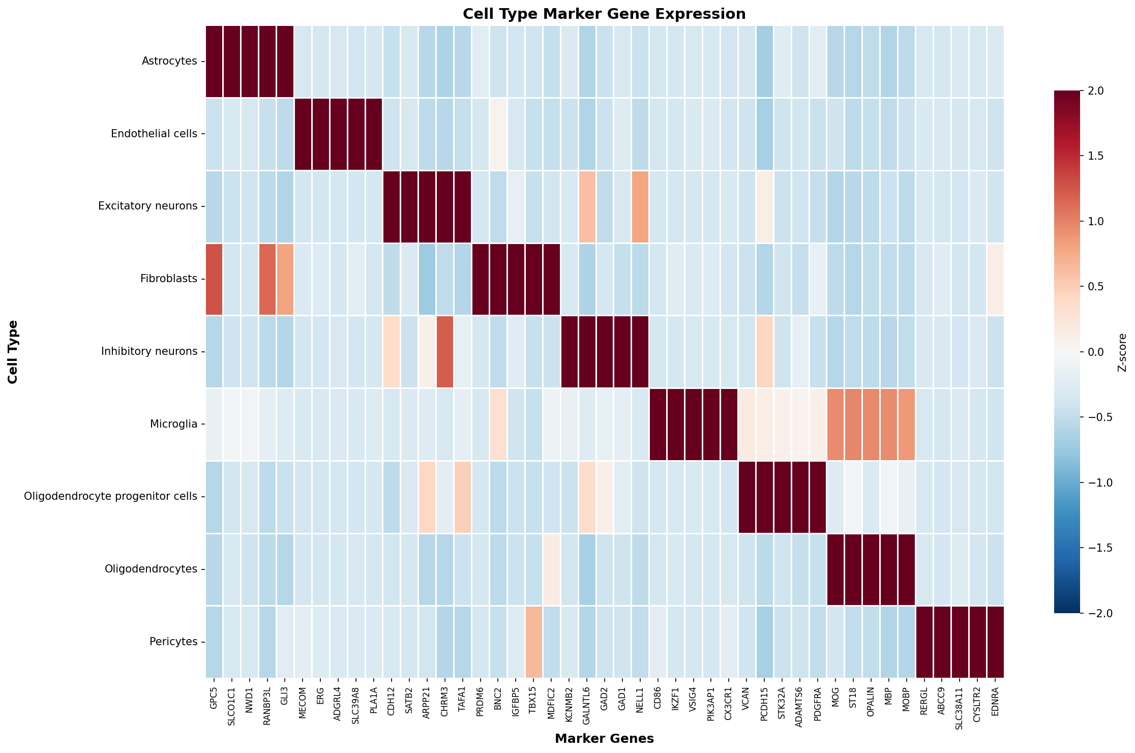 Marker Gene Heatmap
