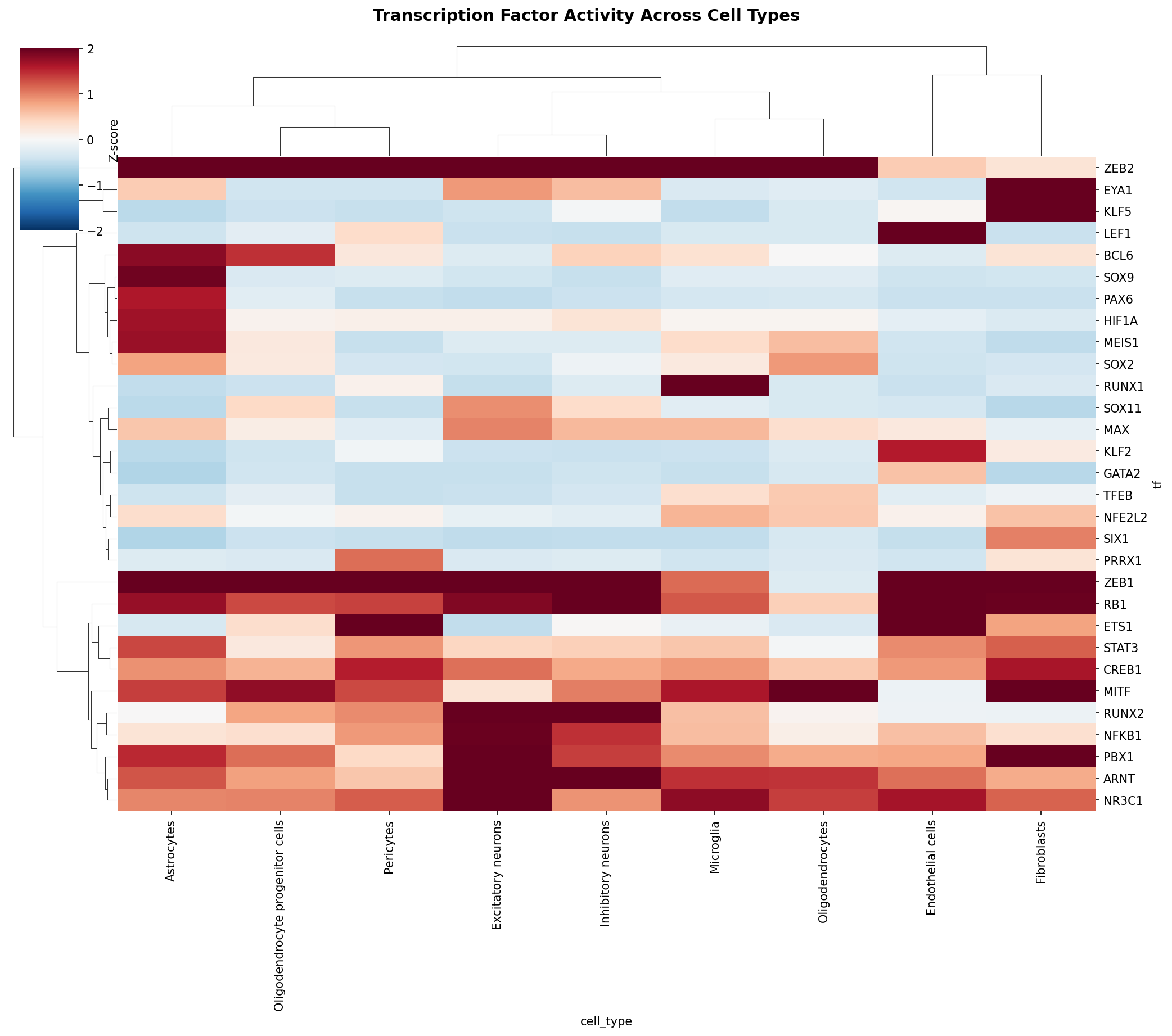 TF Activity Heatmap