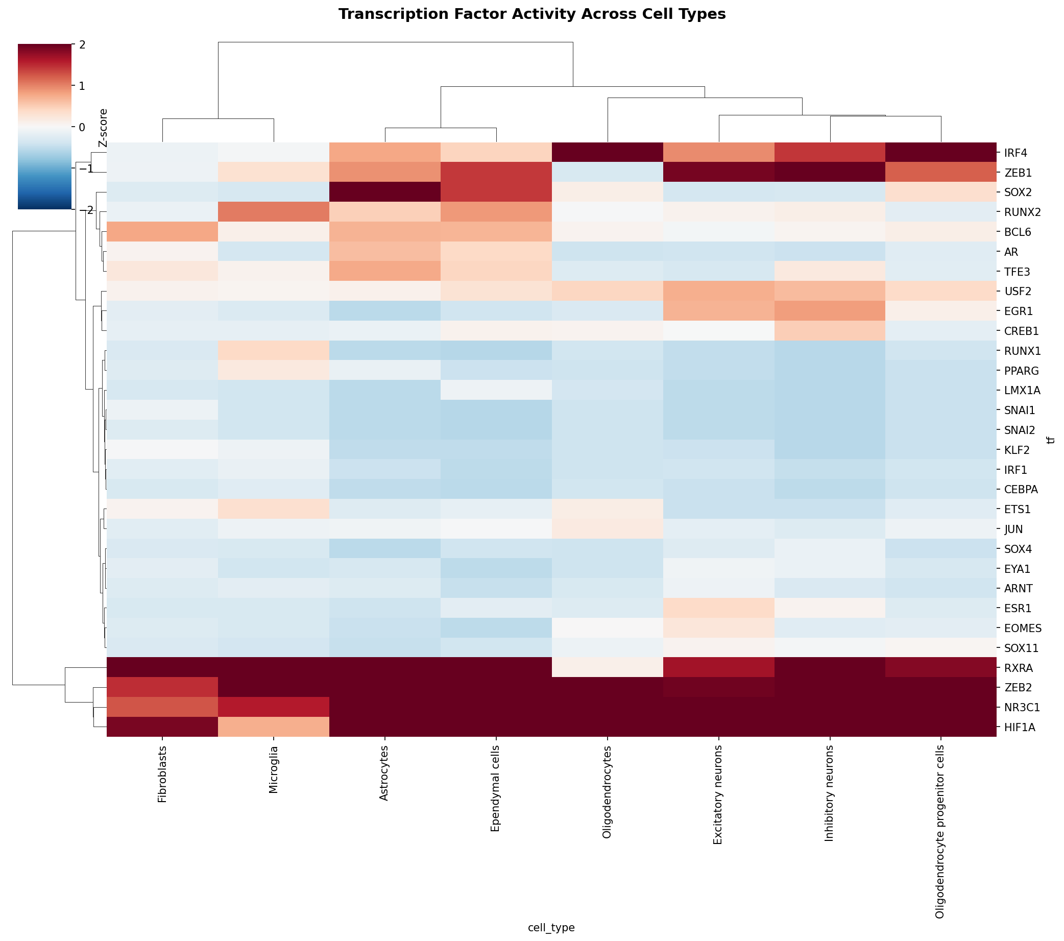 TF Activity Heatmap