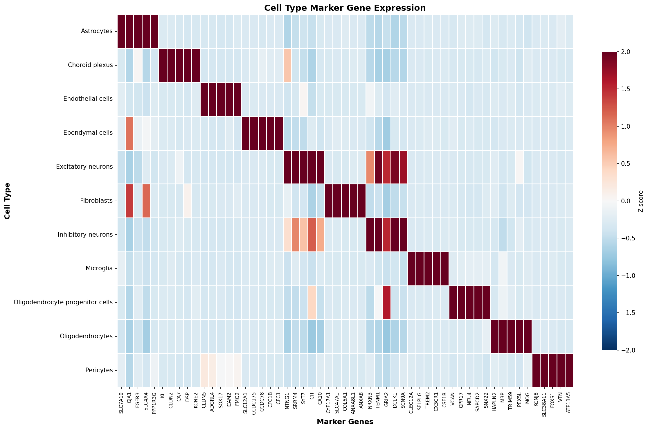 Marker Gene Heatmap