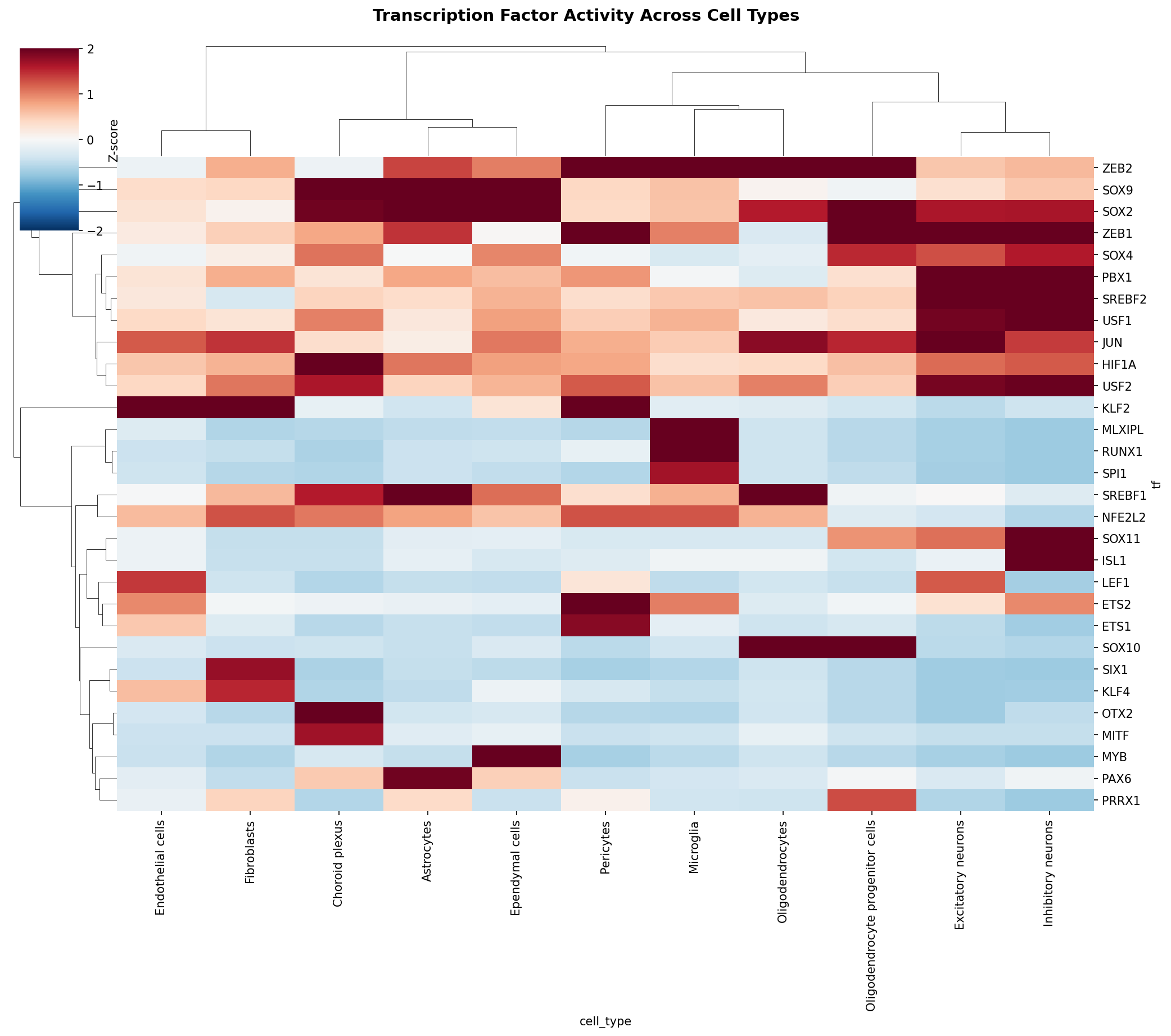 TF Activity Heatmap