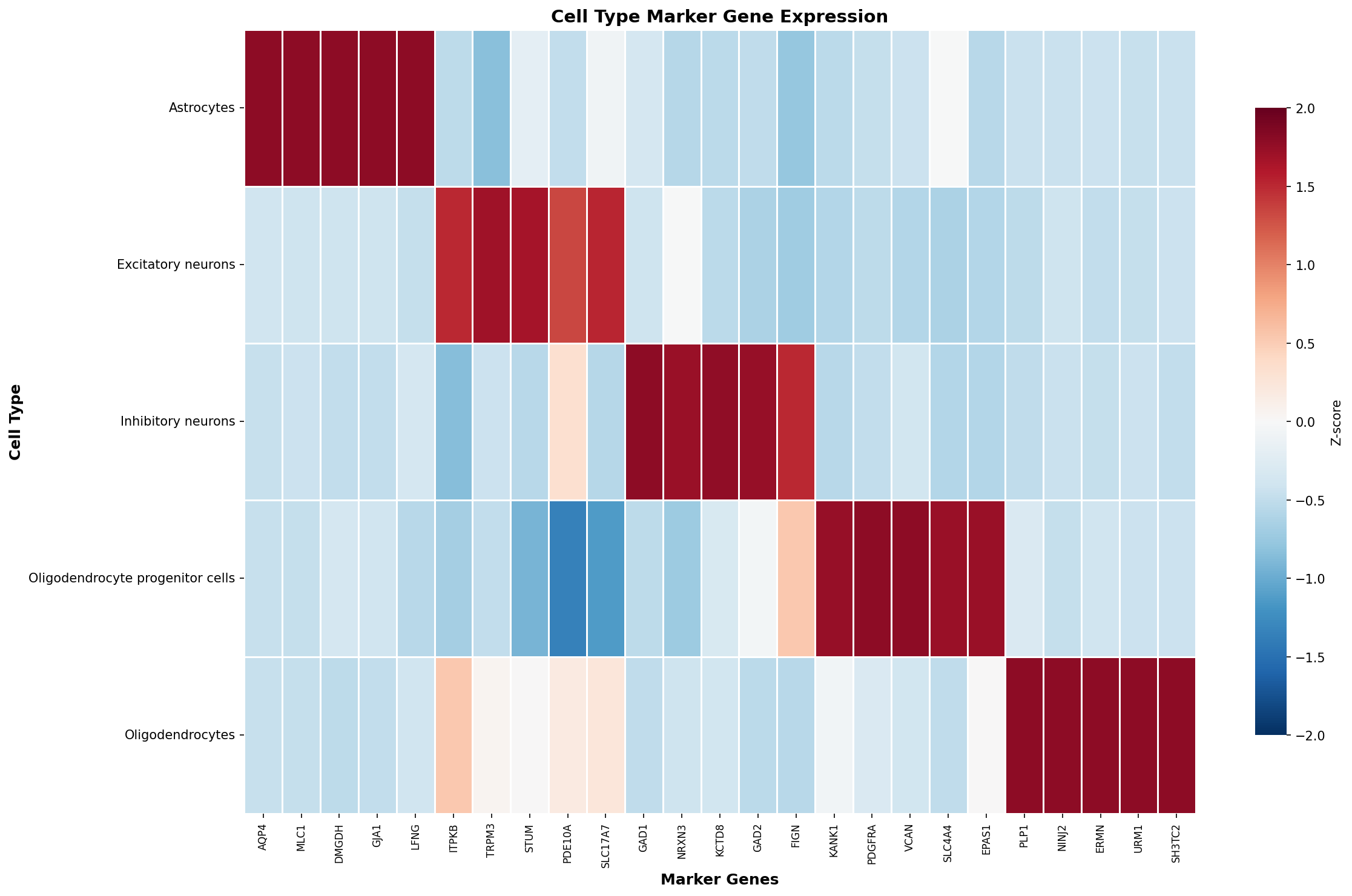 Marker Gene Heatmap