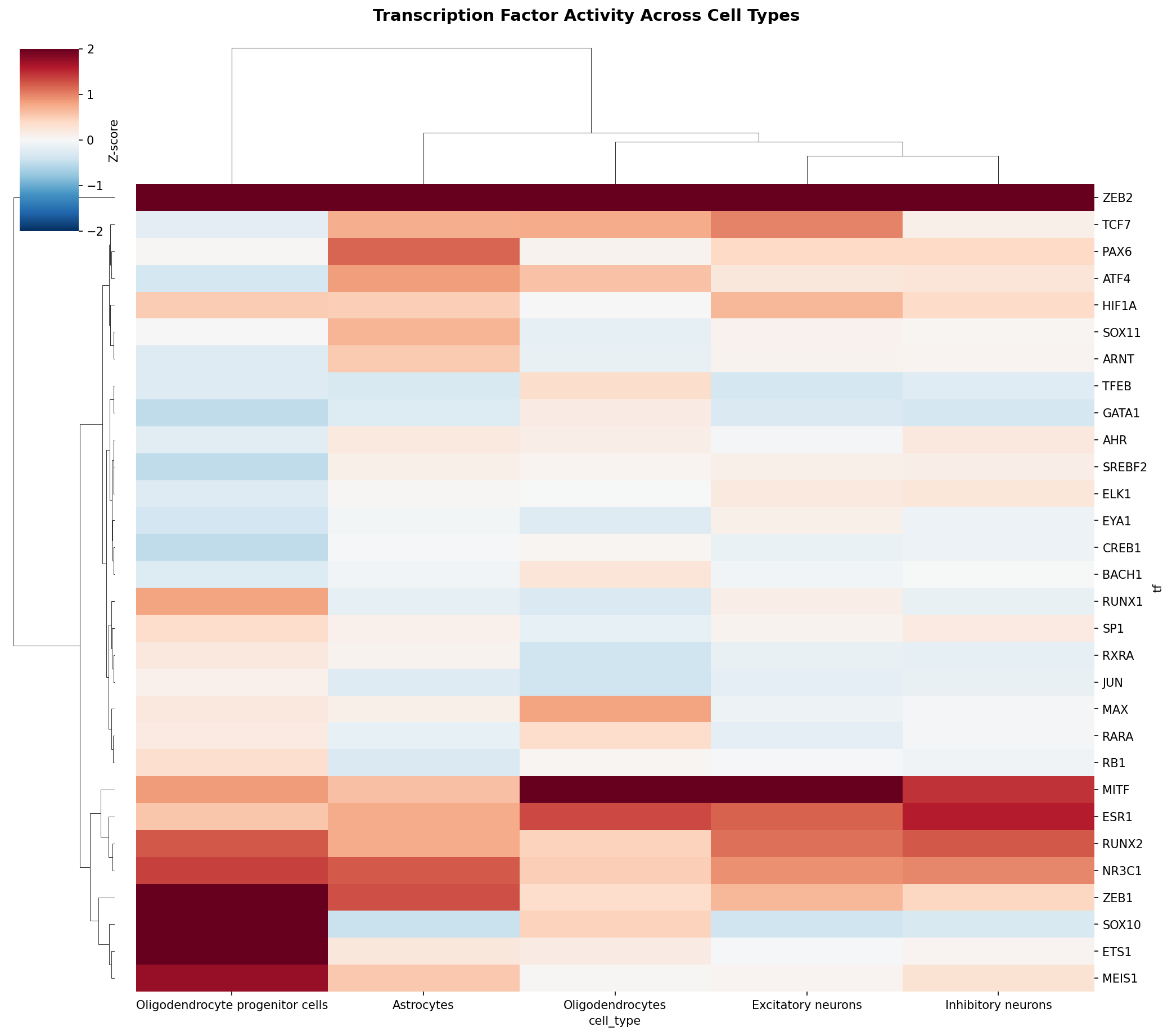 TF Activity Heatmap