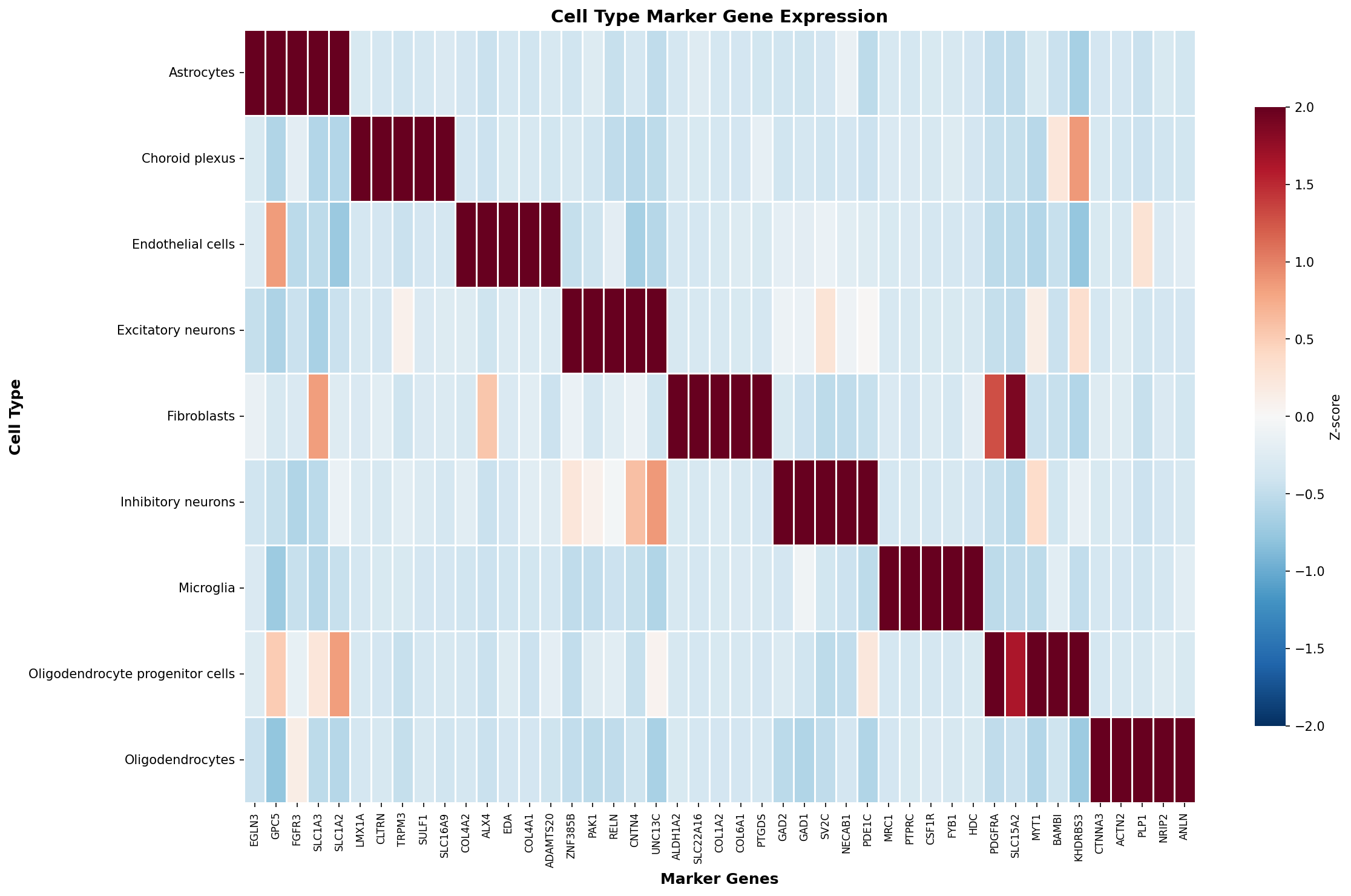 Marker Gene Heatmap