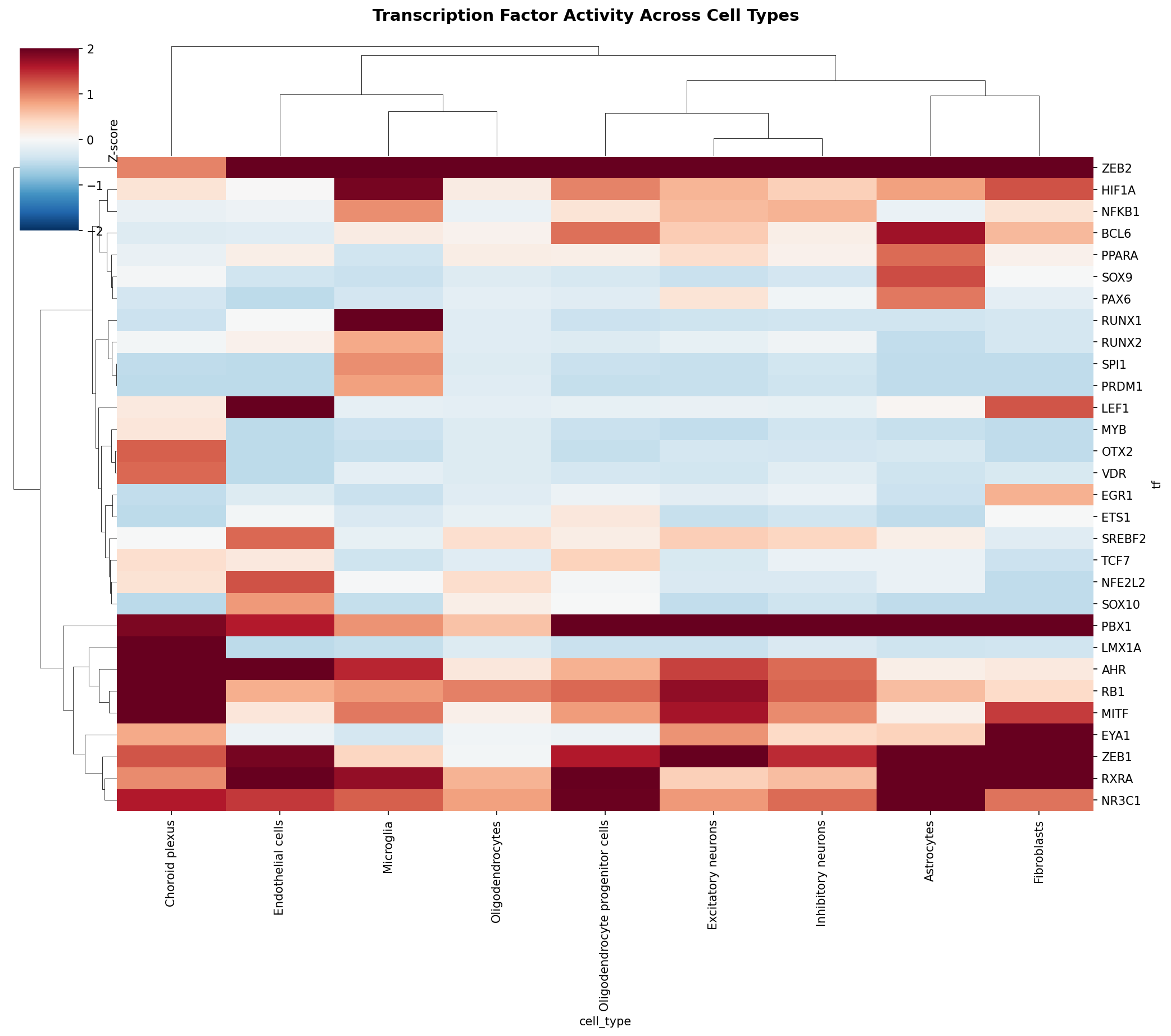 TF Activity Heatmap