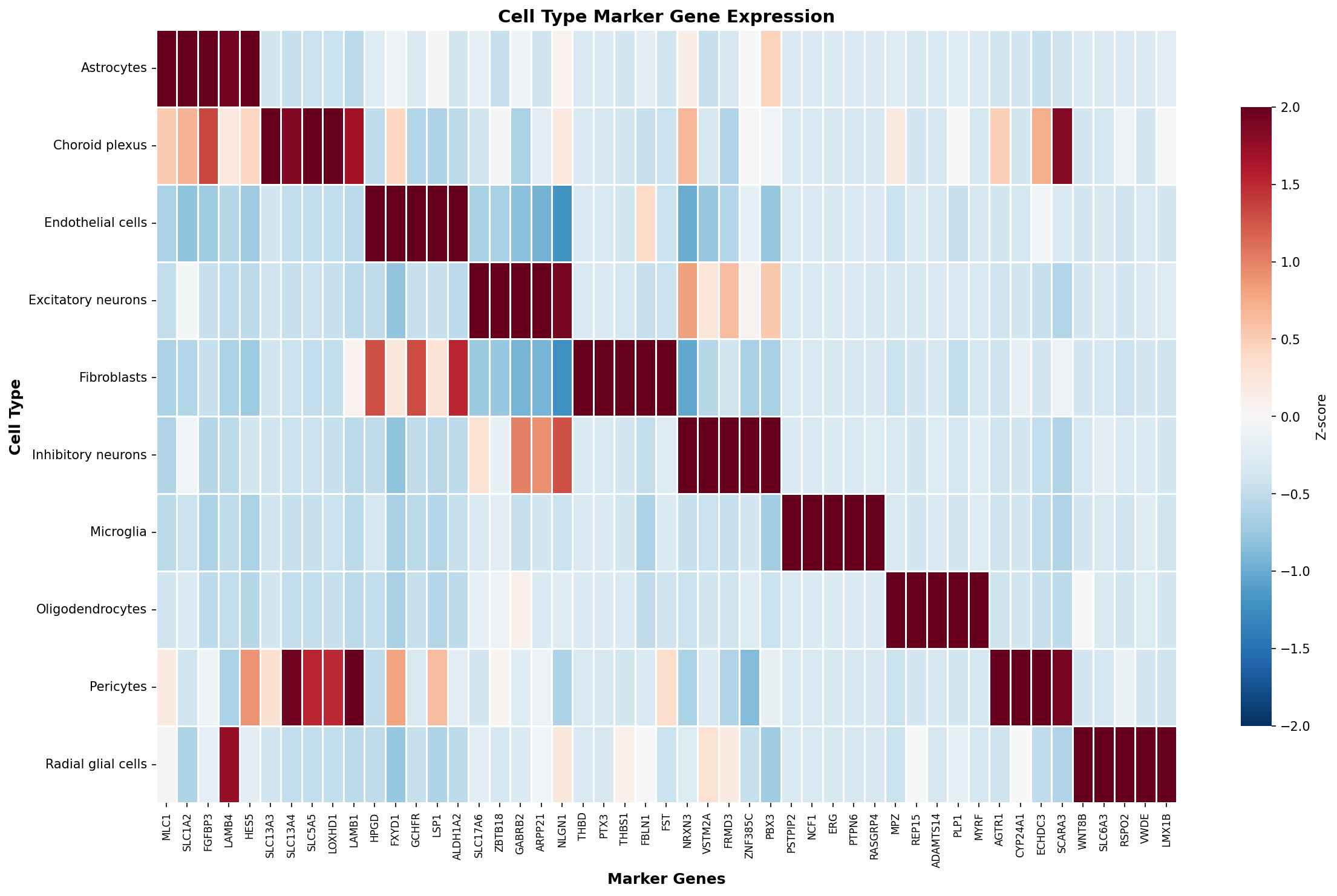 Marker Gene Heatmap