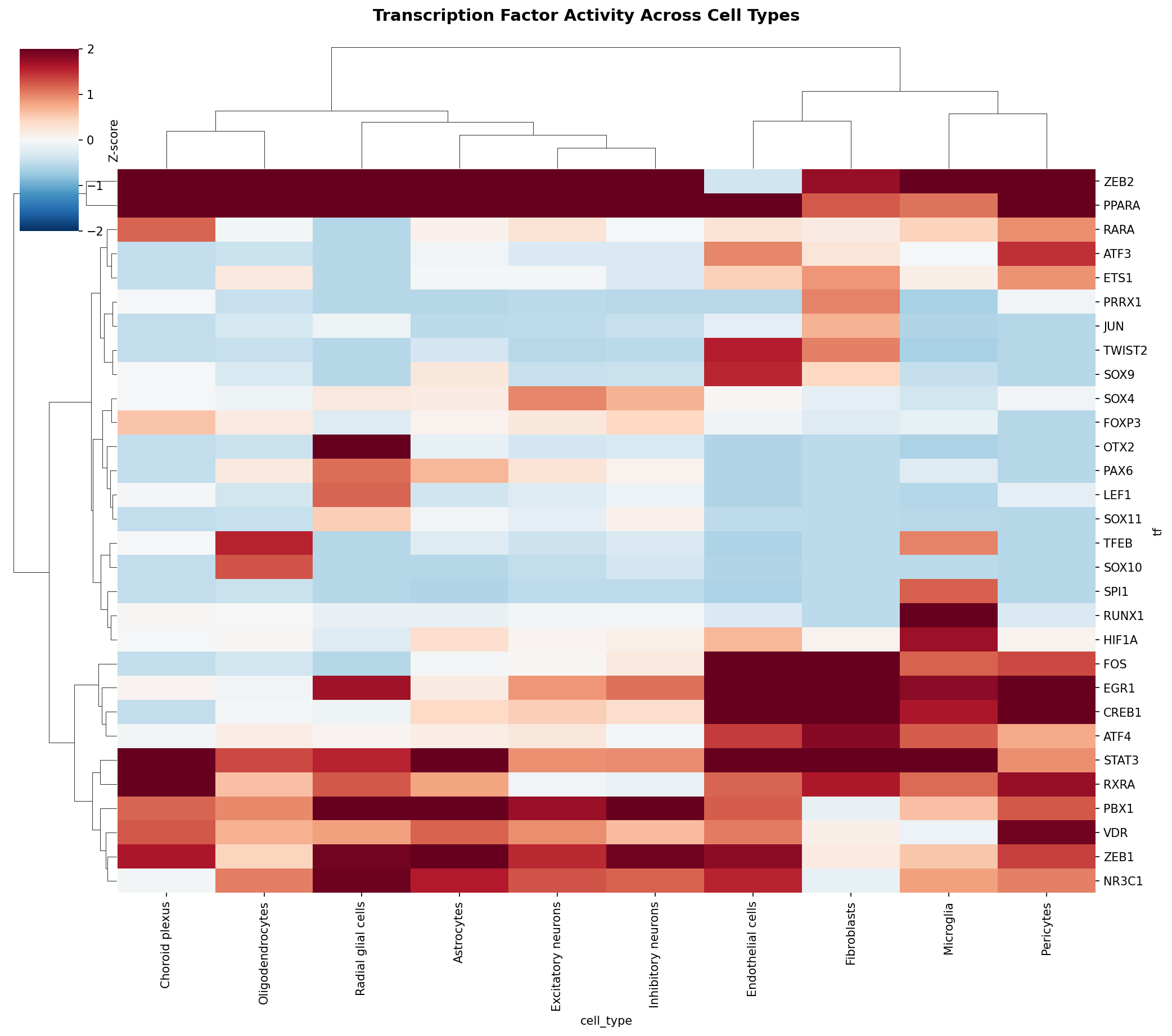 TF Activity Heatmap