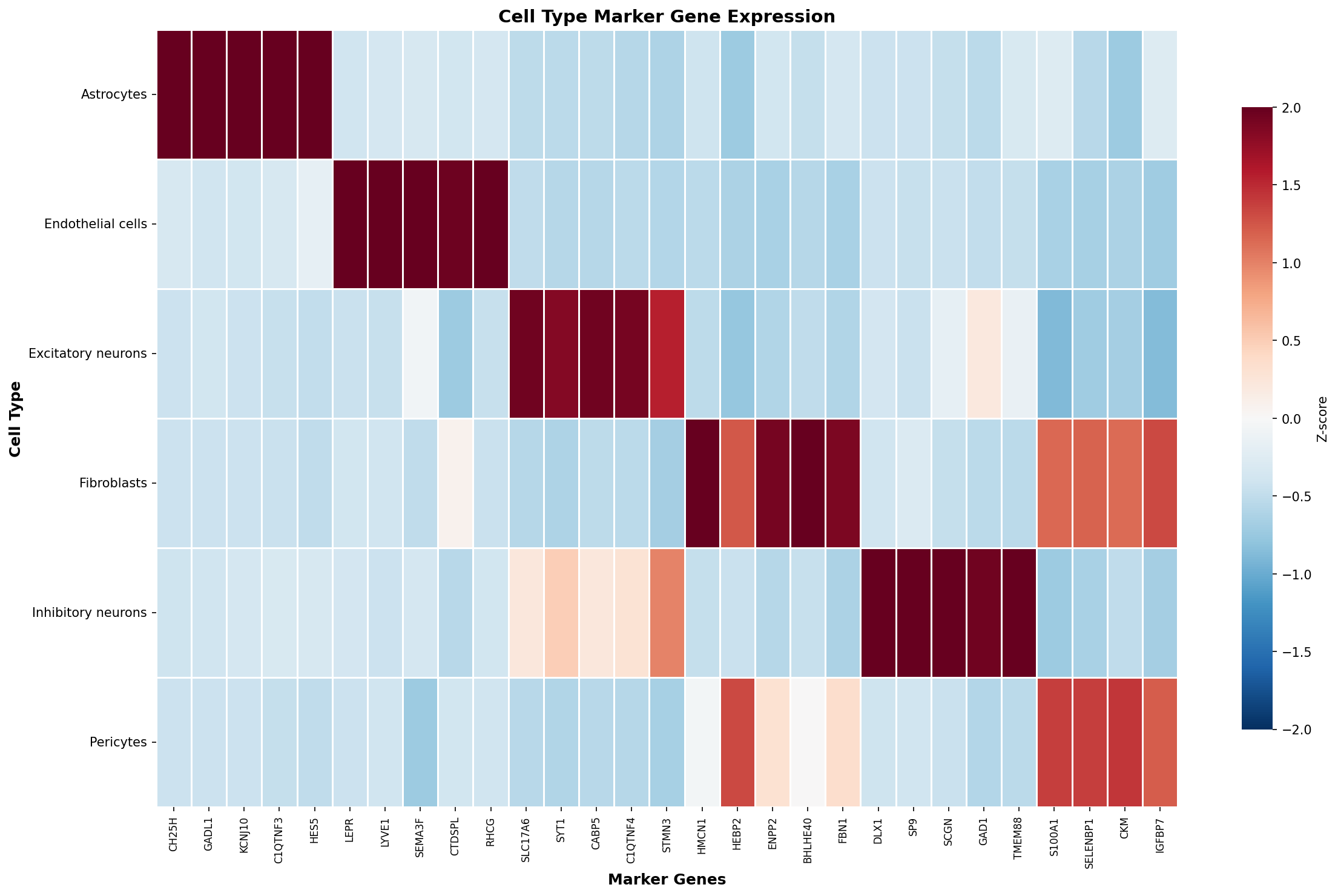 Marker Gene Heatmap