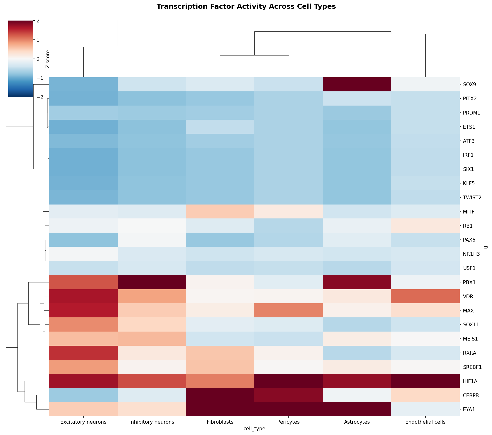 TF Activity Heatmap