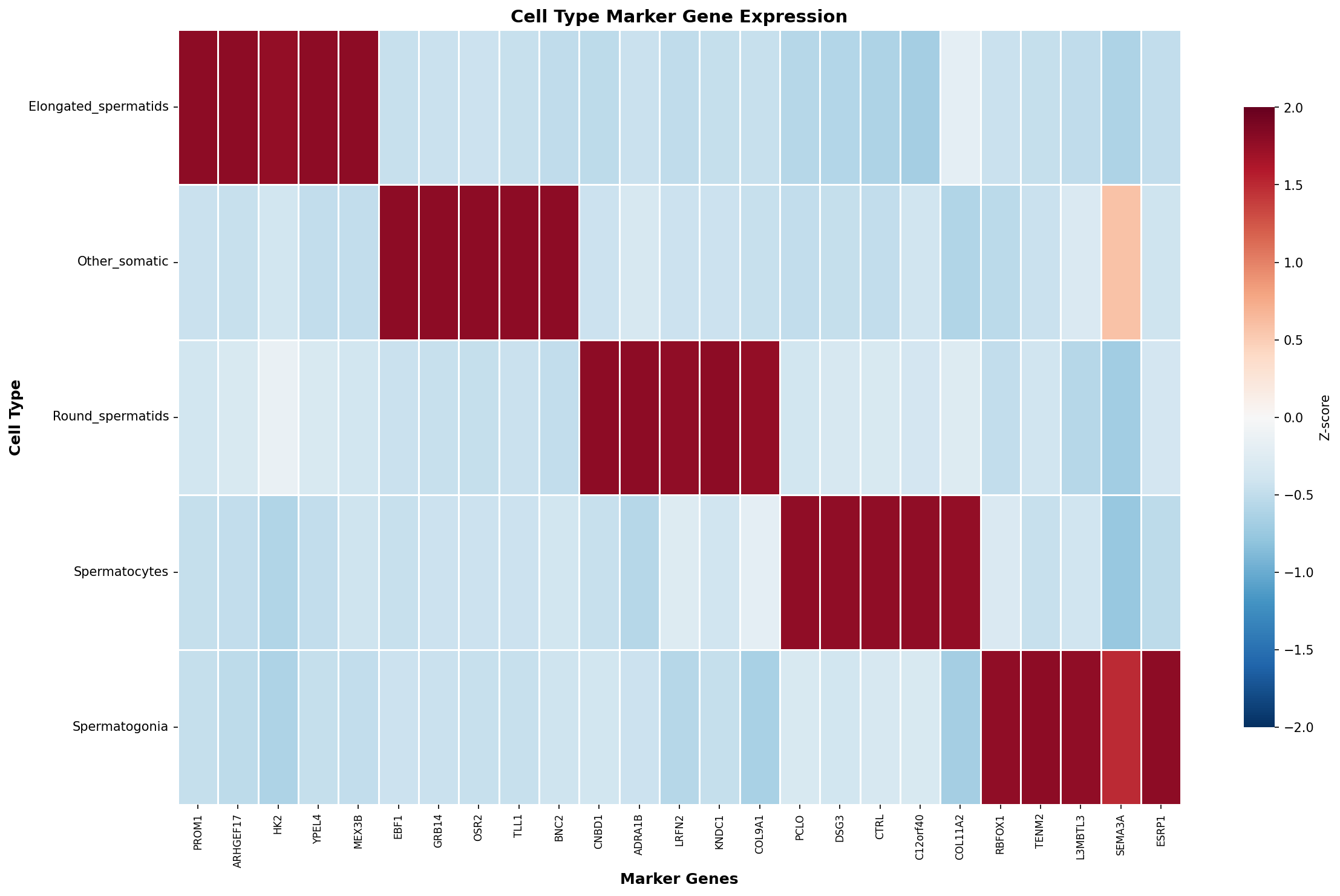 Marker Gene Heatmap