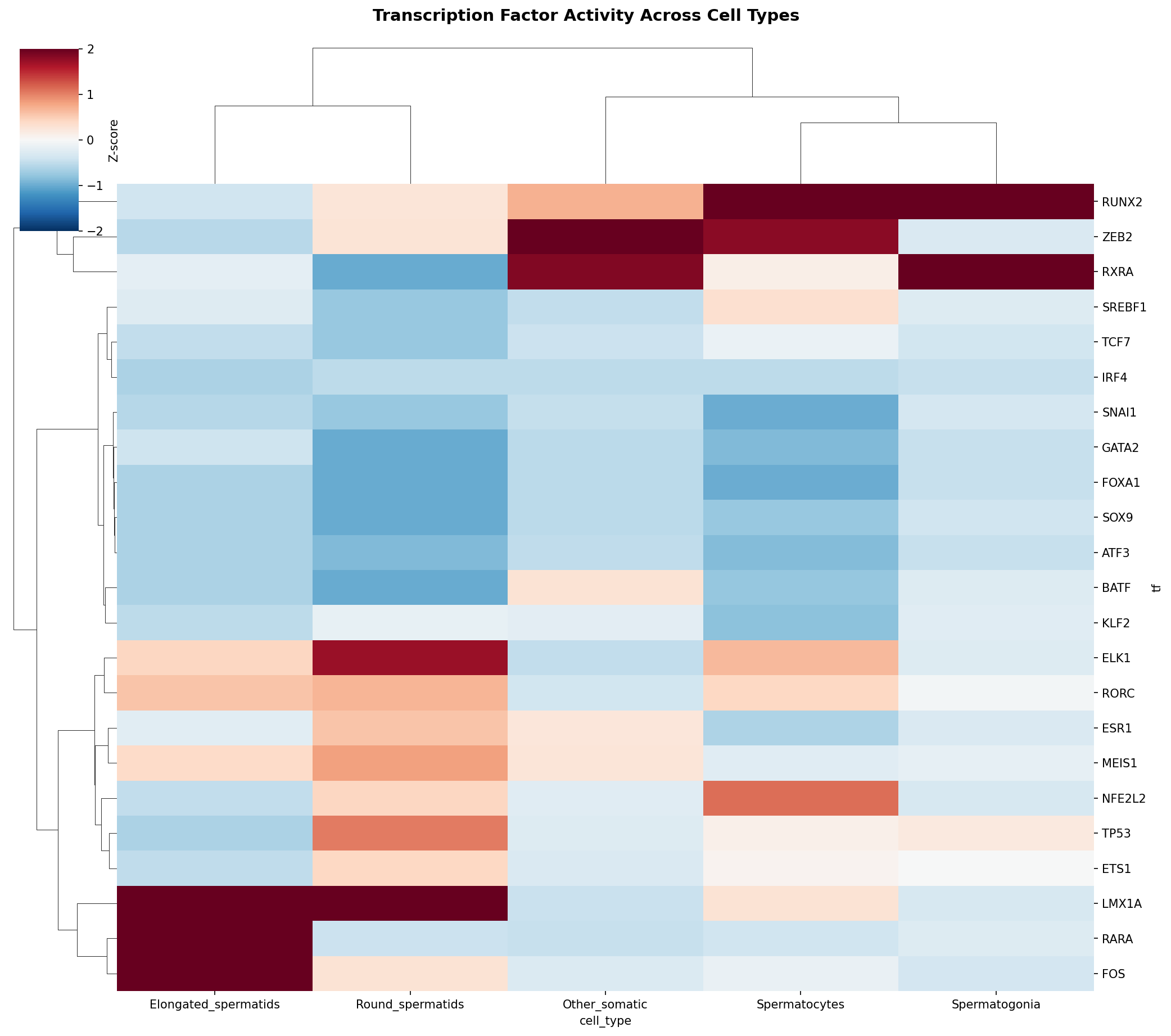 TF Activity Heatmap