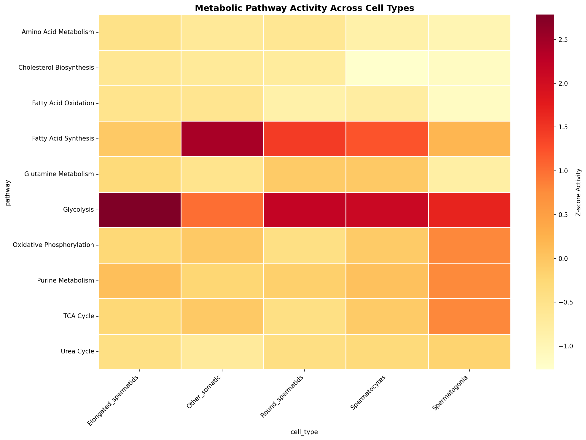 Metabolic Pathway Heatmap