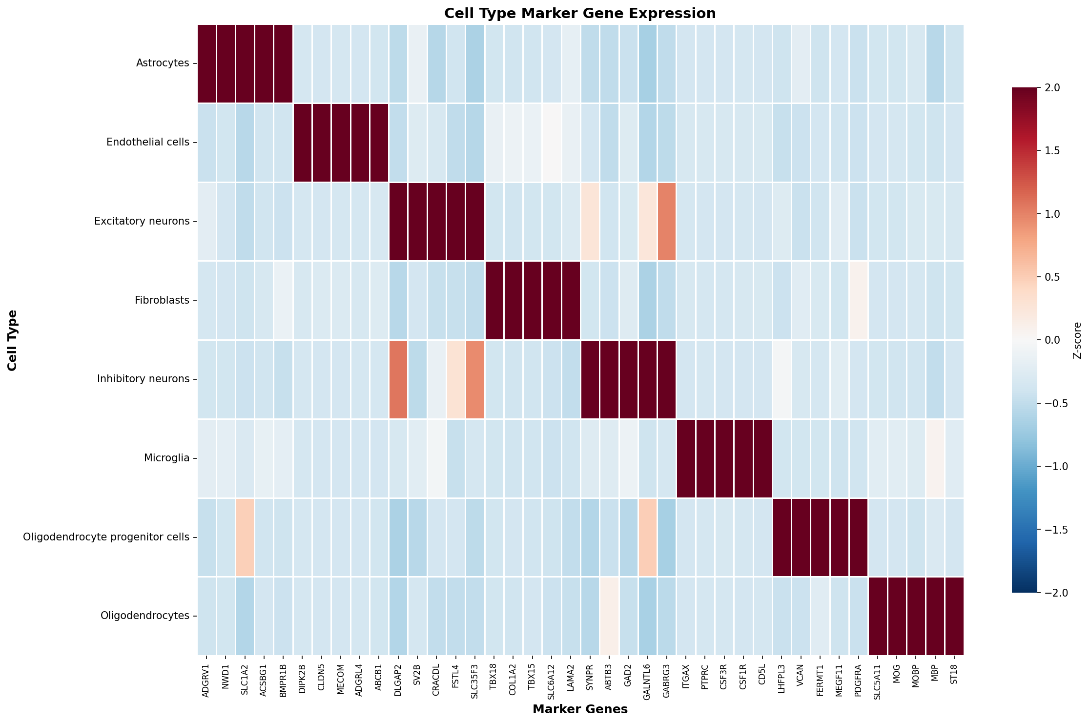 Marker Gene Heatmap