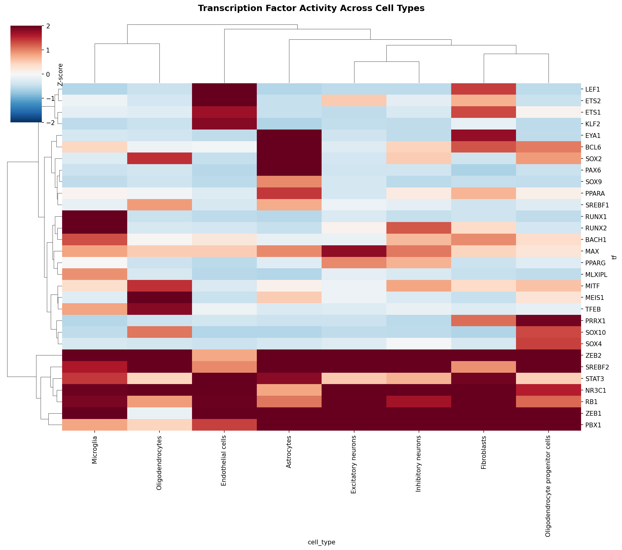 TF Activity Heatmap