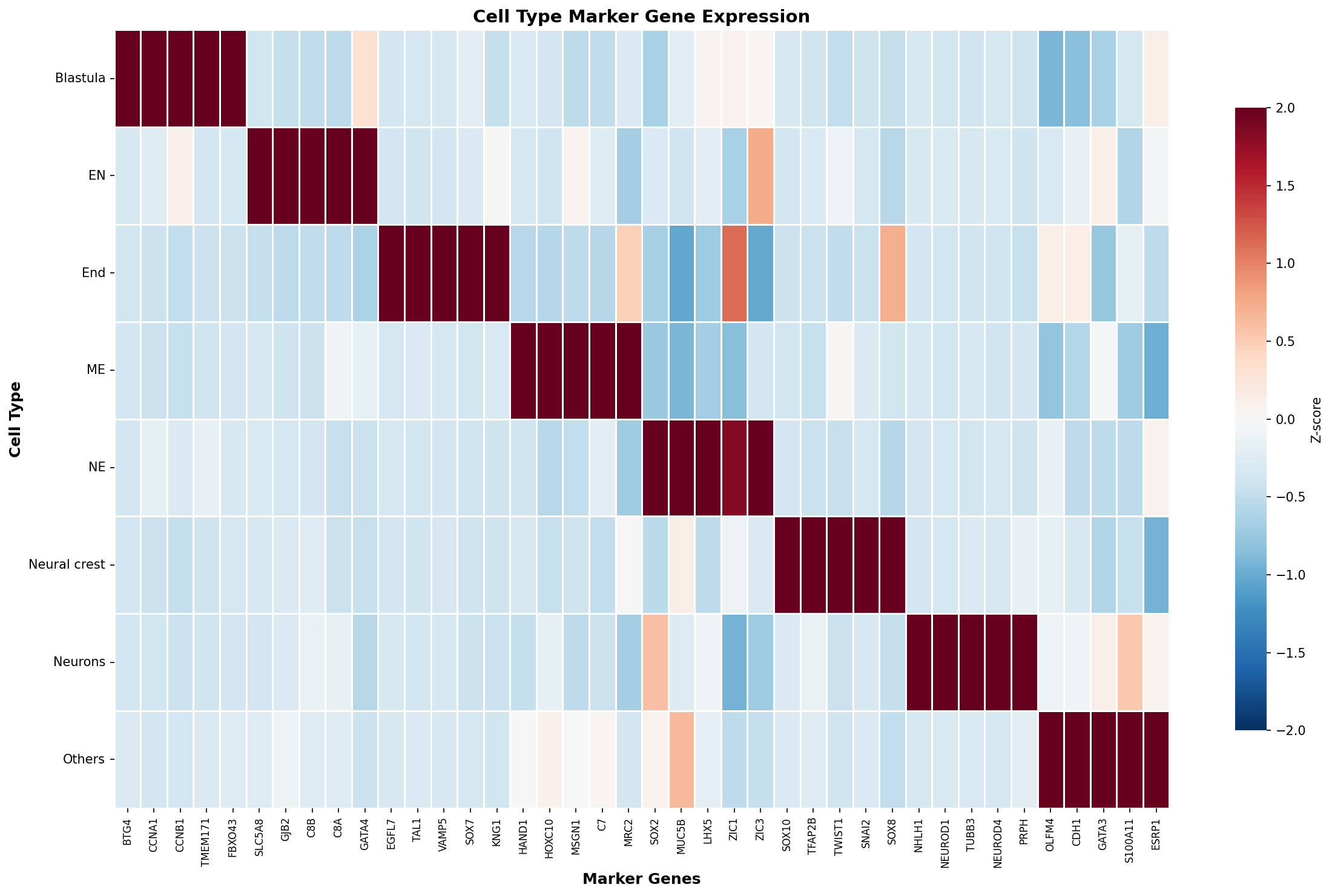 Marker Gene Heatmap