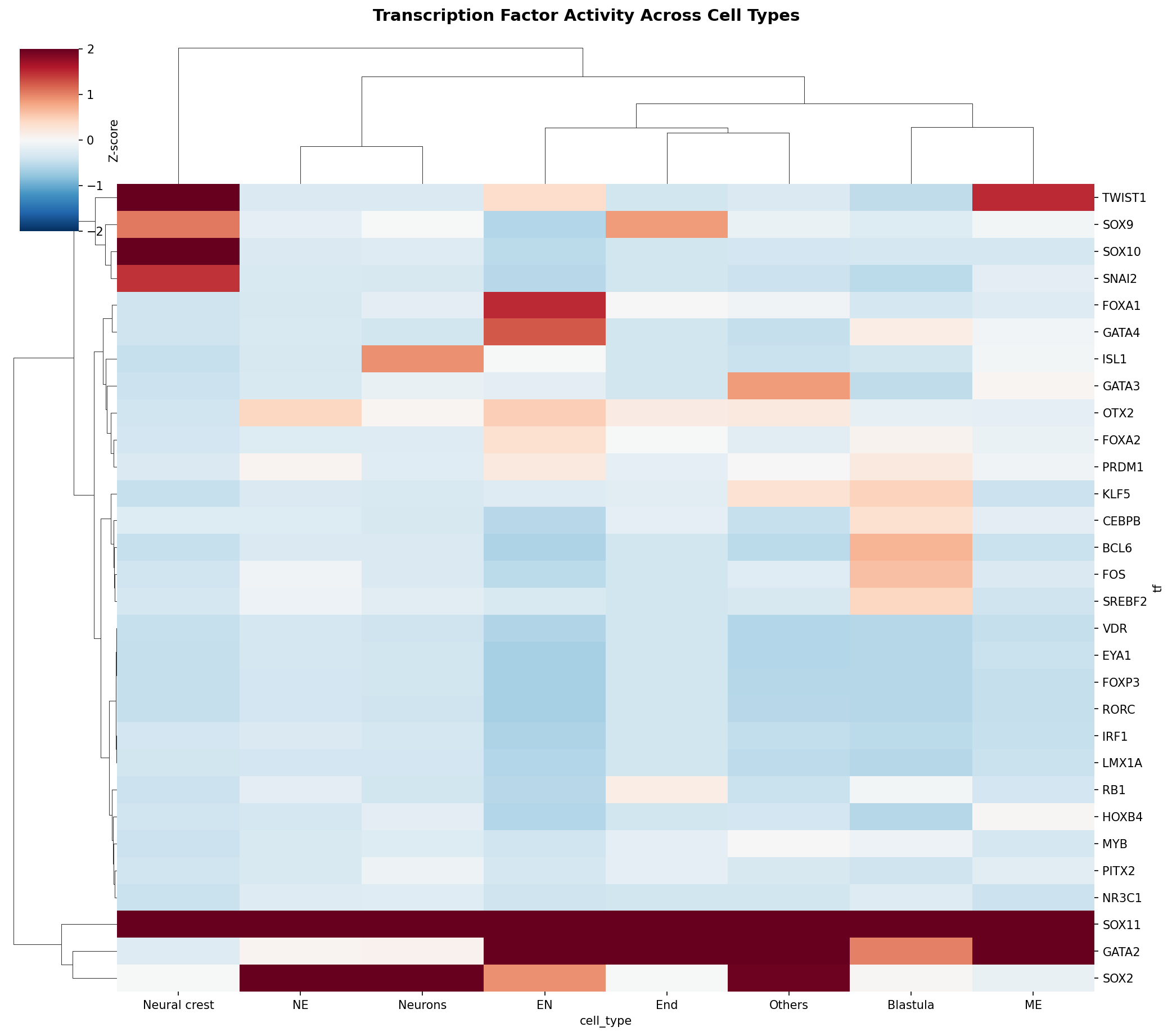 TF Activity Heatmap