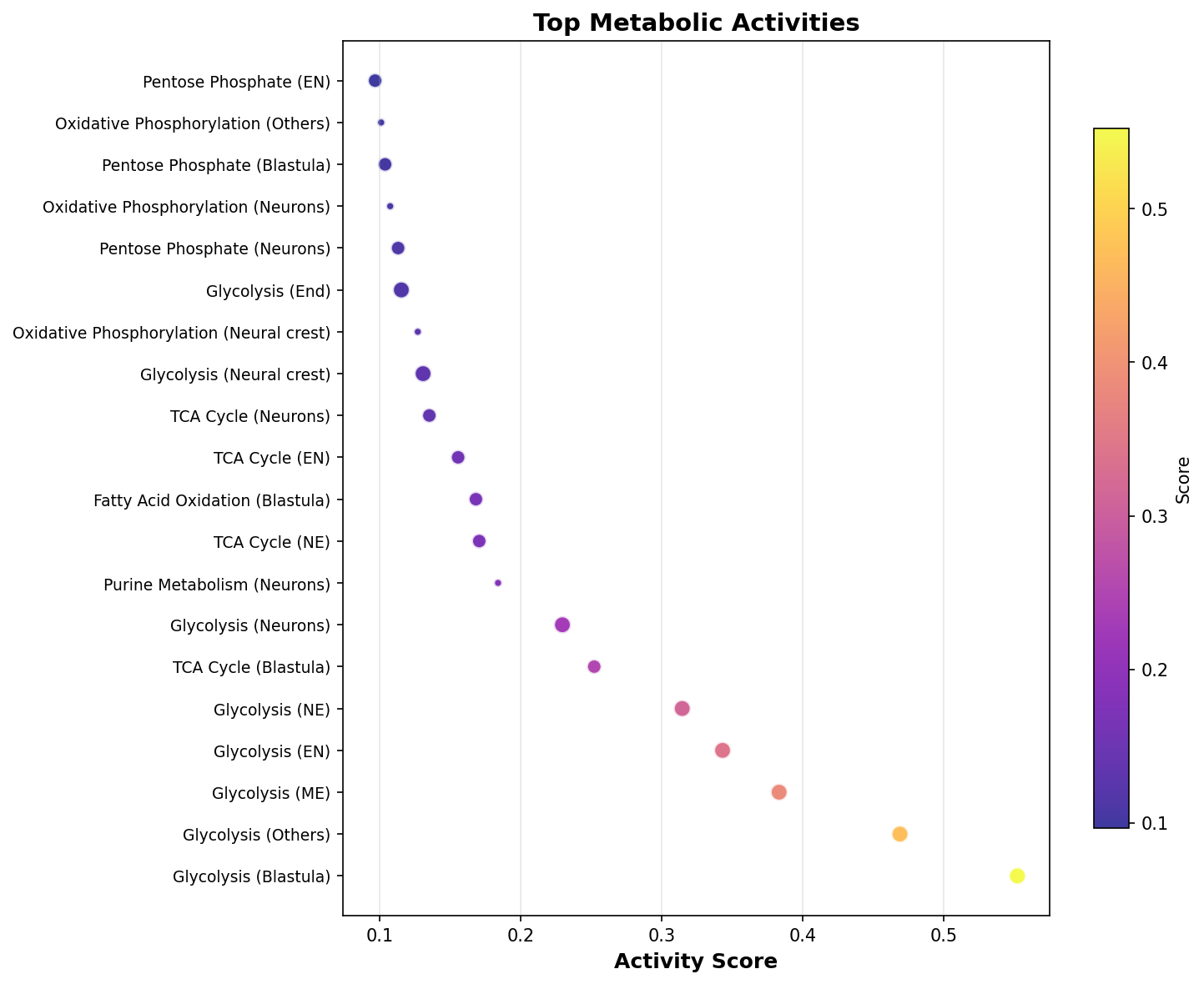 Top Metabolic Activities