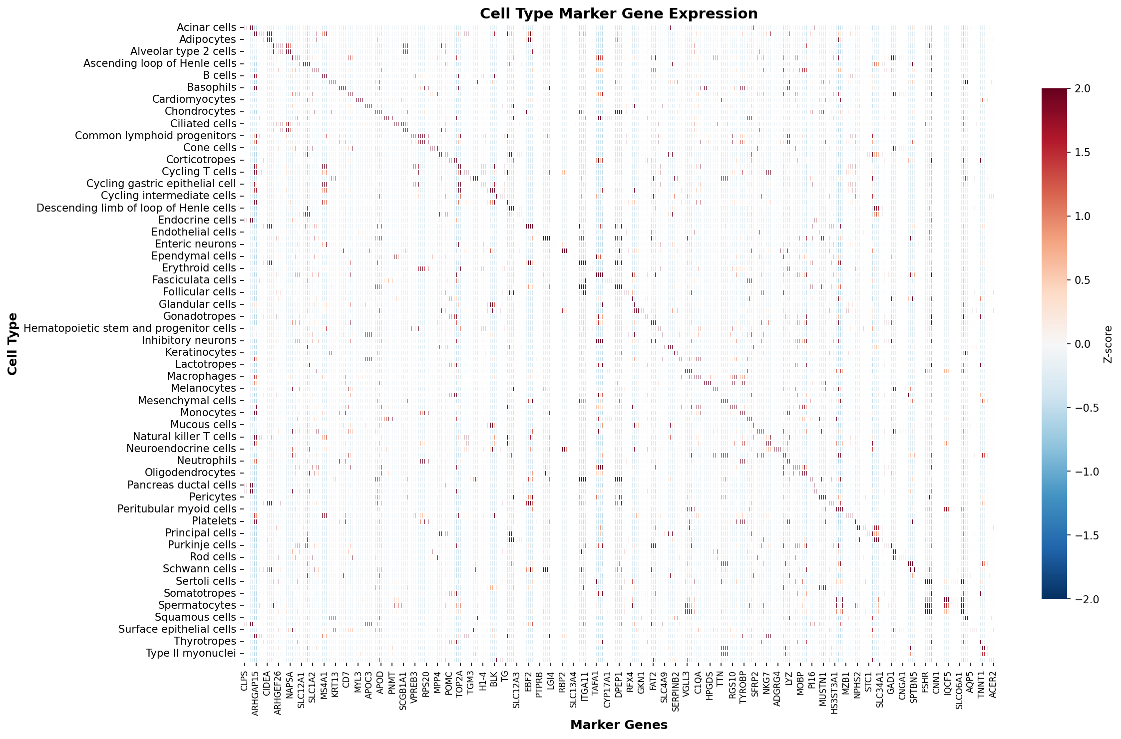 Marker Gene Heatmap
