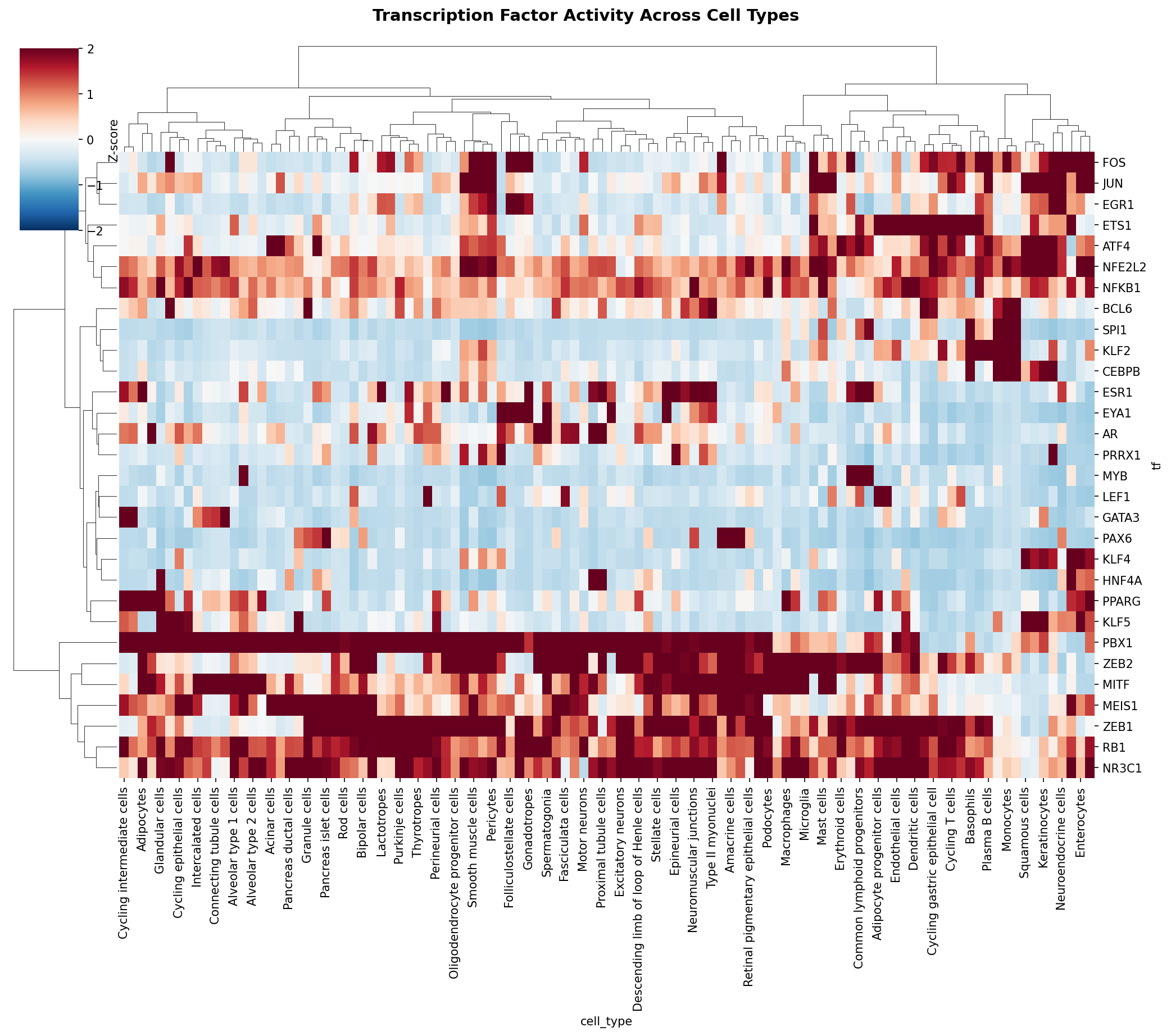 TF Activity Heatmap