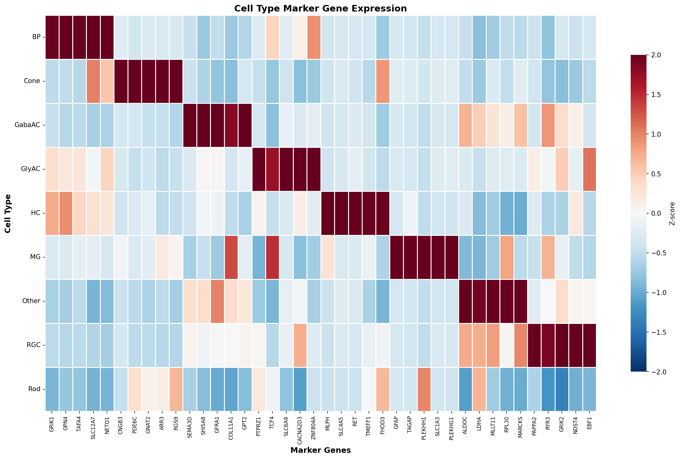 Marker Gene Heatmap