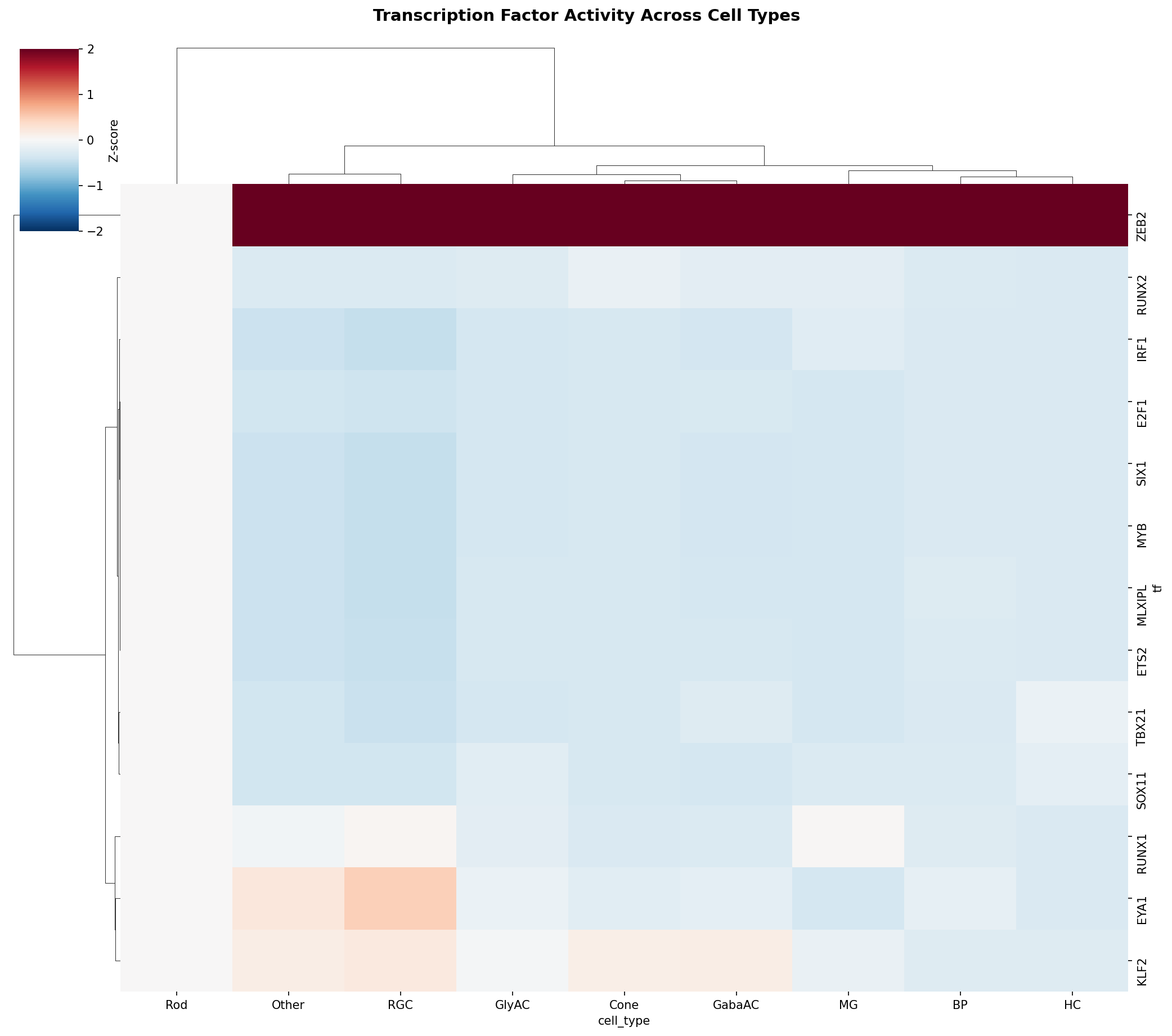 TF Activity Heatmap