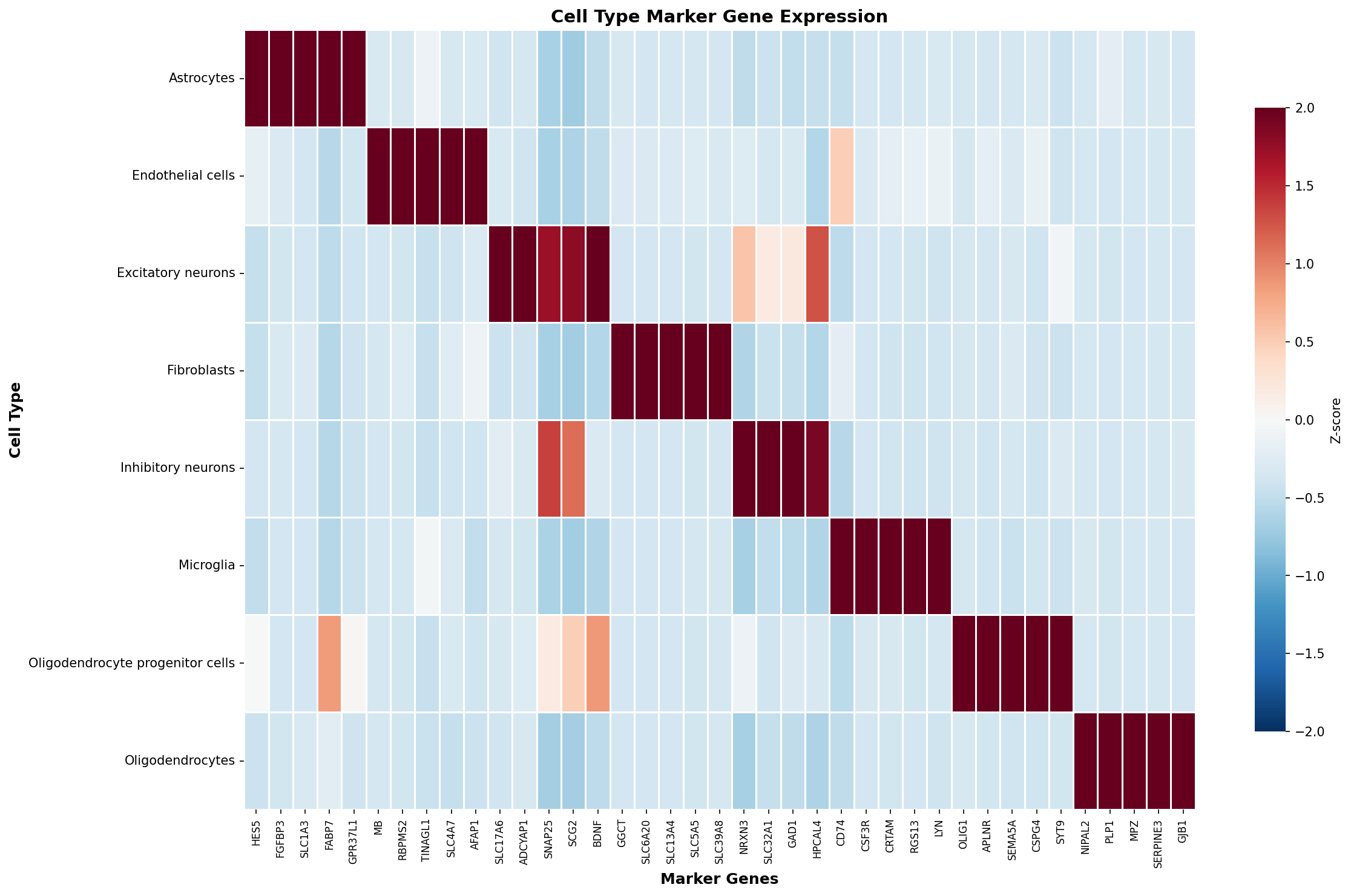 Marker Gene Heatmap