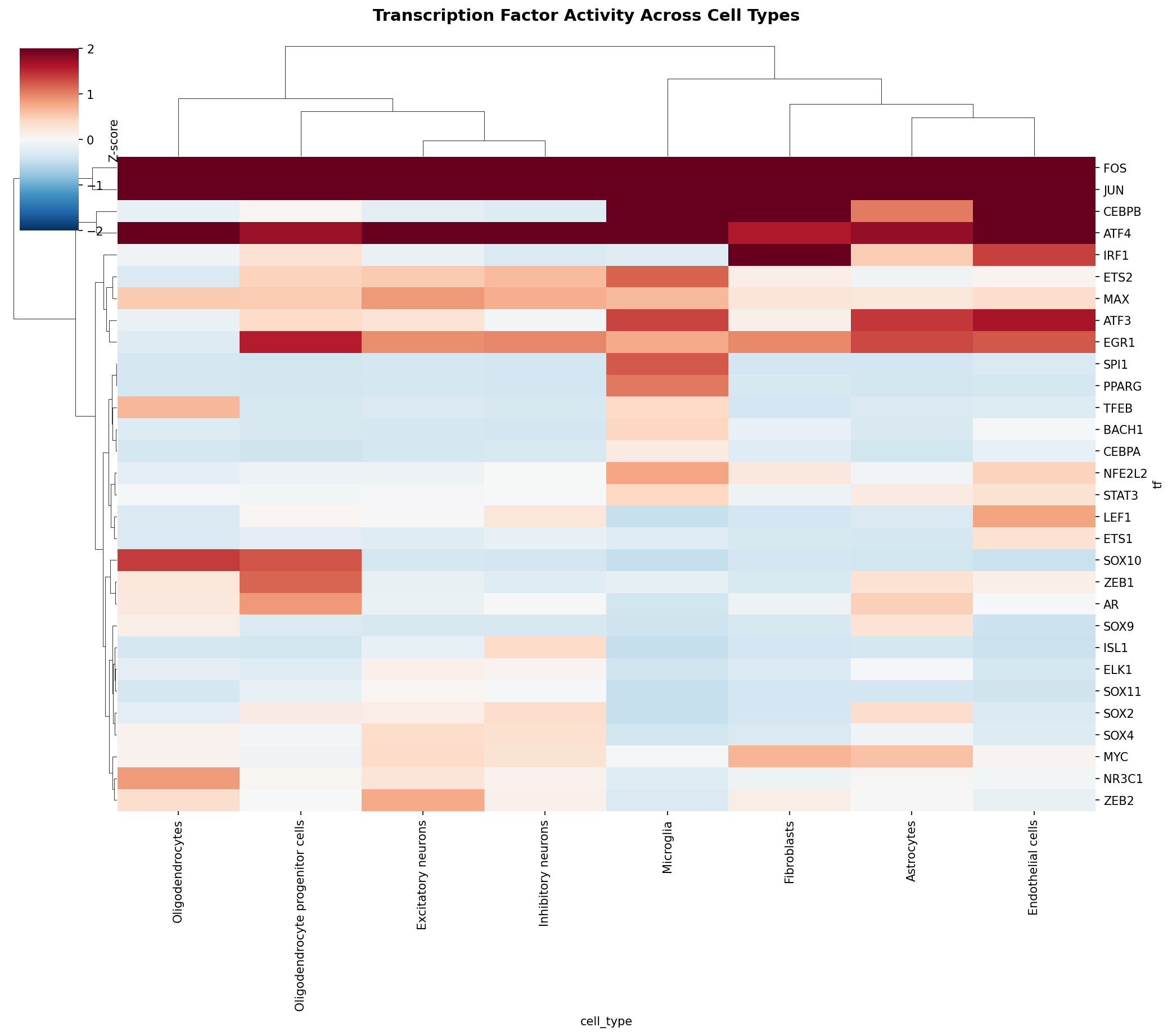 TF Activity Heatmap
