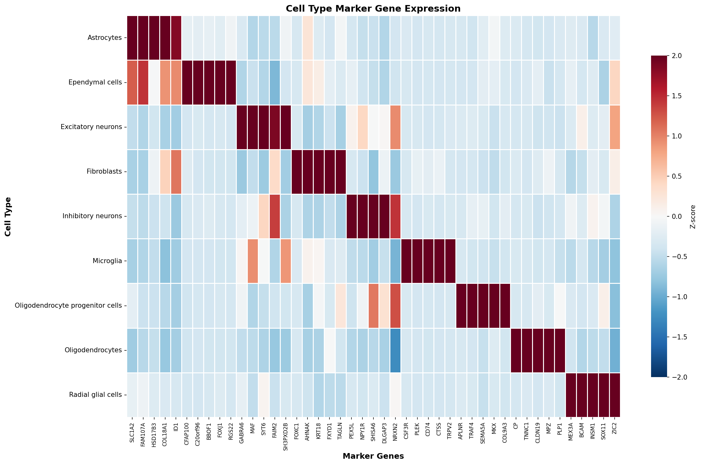 Marker Gene Heatmap