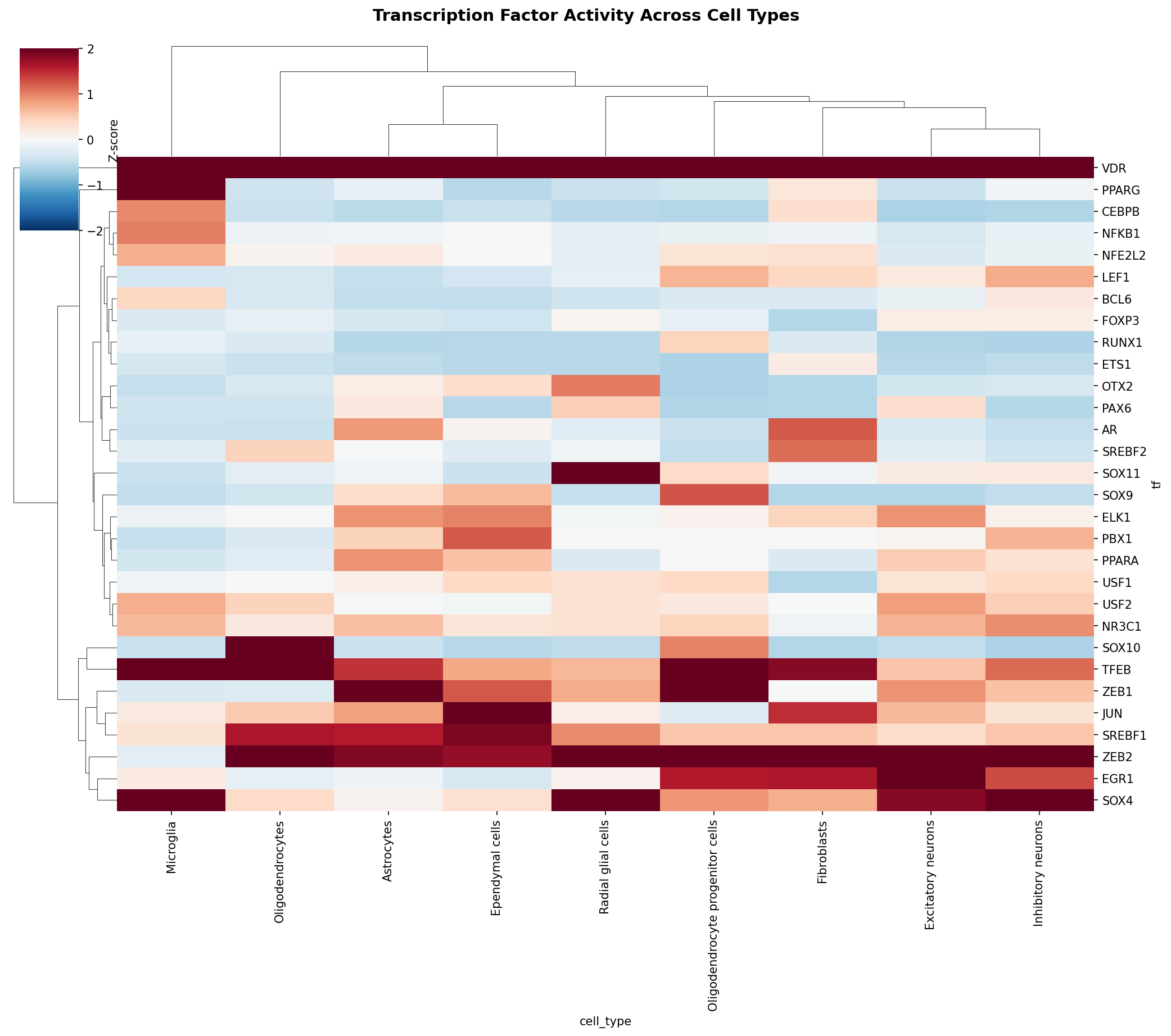 TF Activity Heatmap