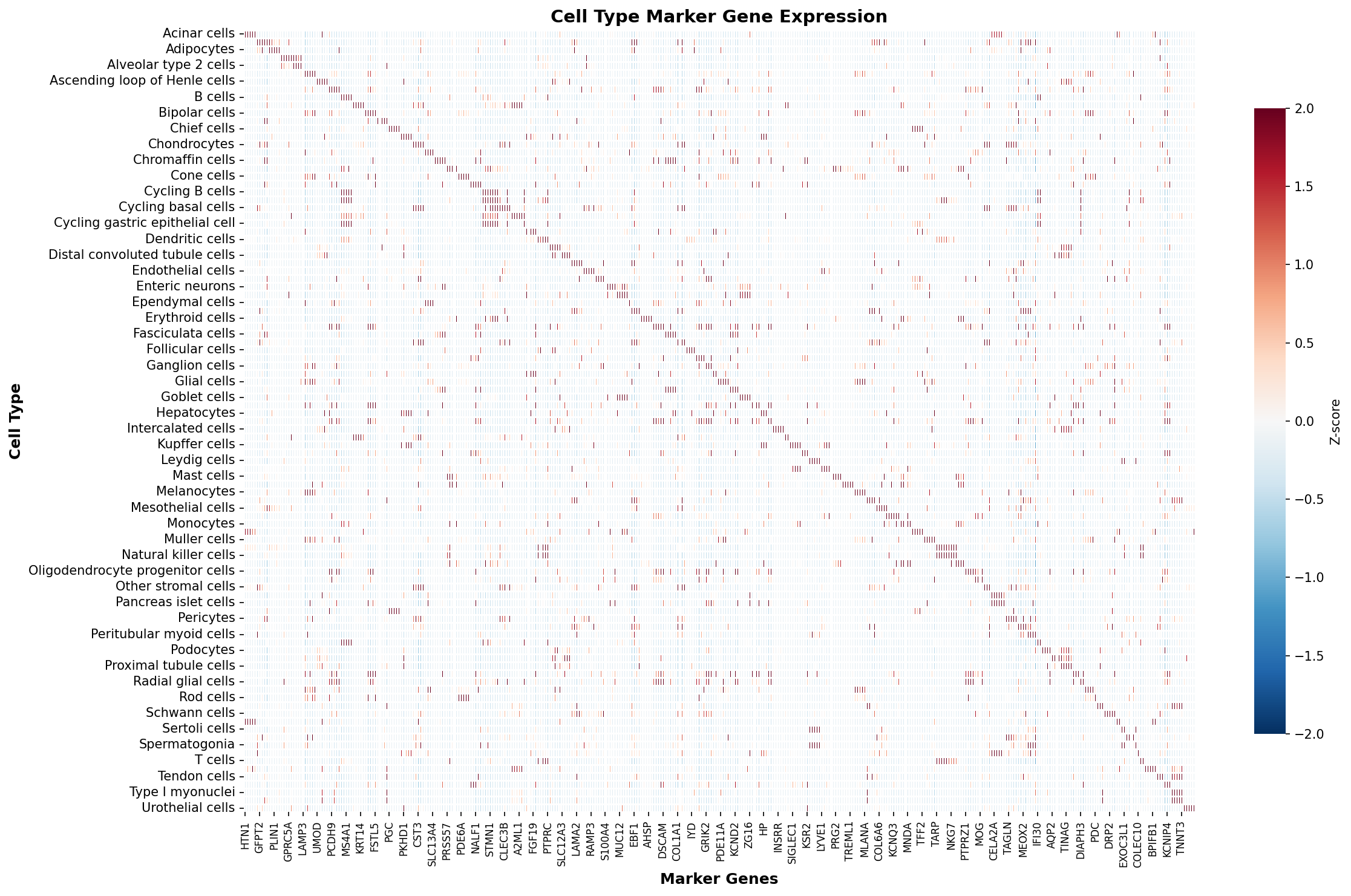 Marker Gene Heatmap