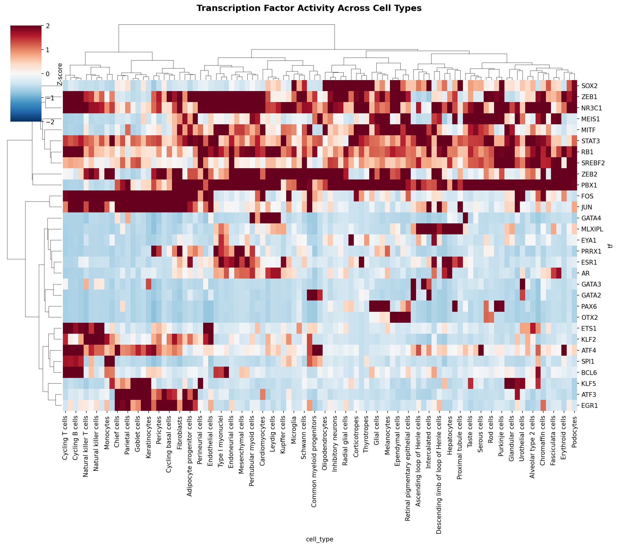 TF Activity Heatmap