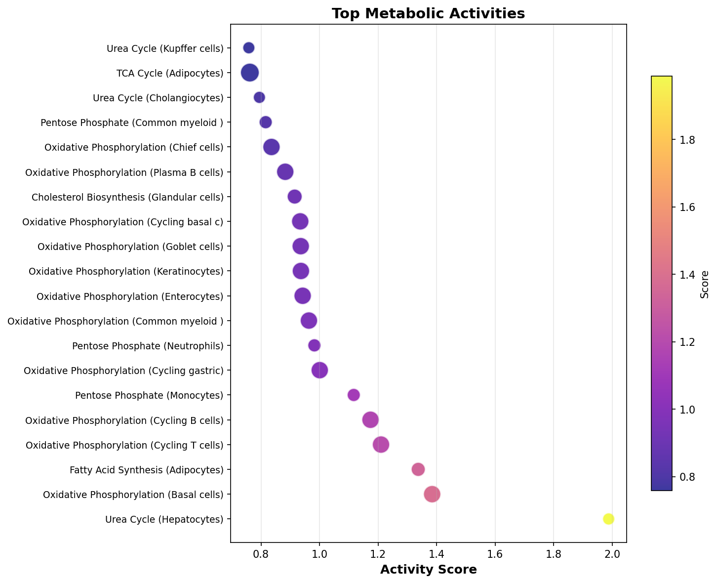 Top Metabolic Activities