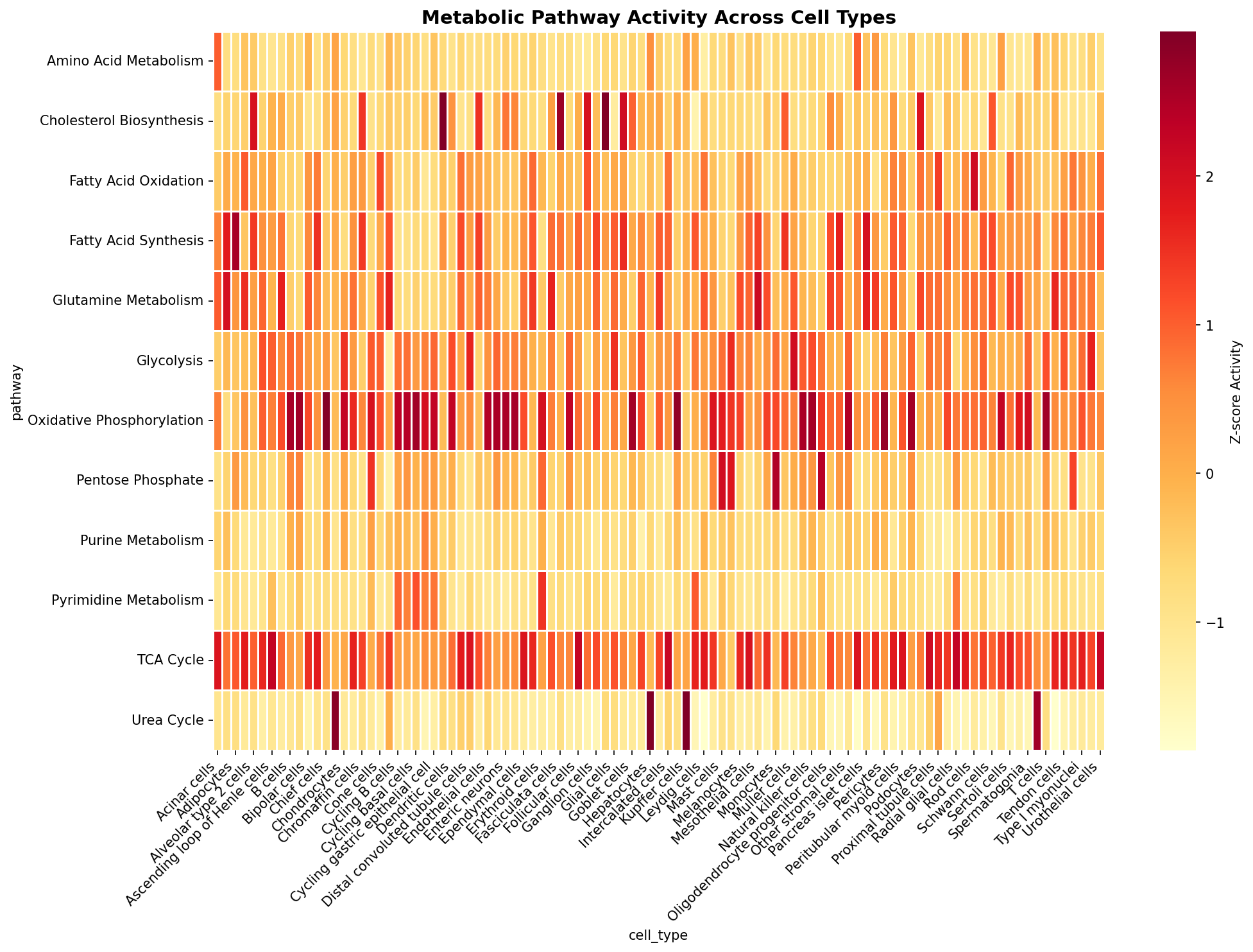Metabolic Pathway Heatmap