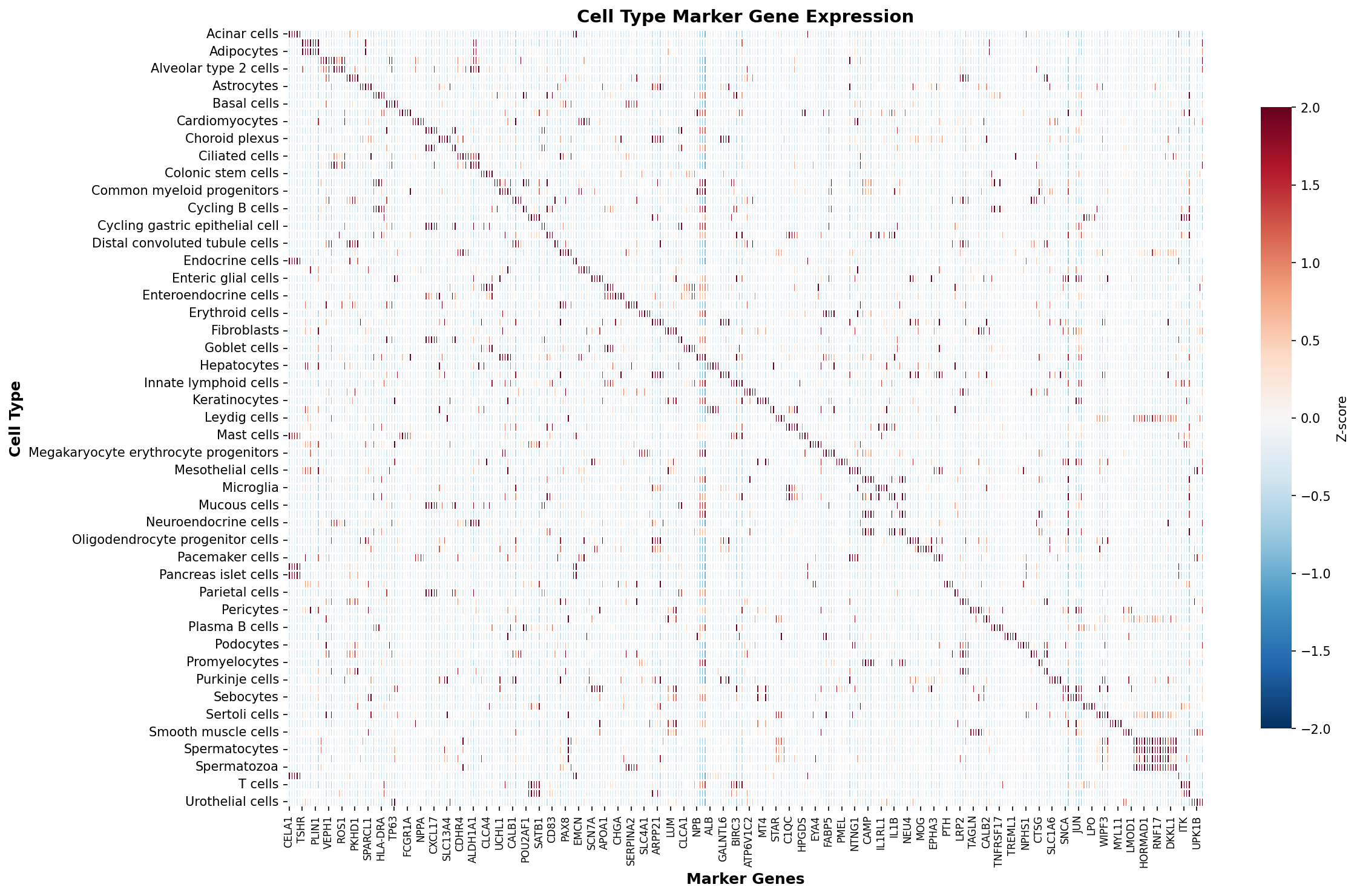 Marker Gene Heatmap